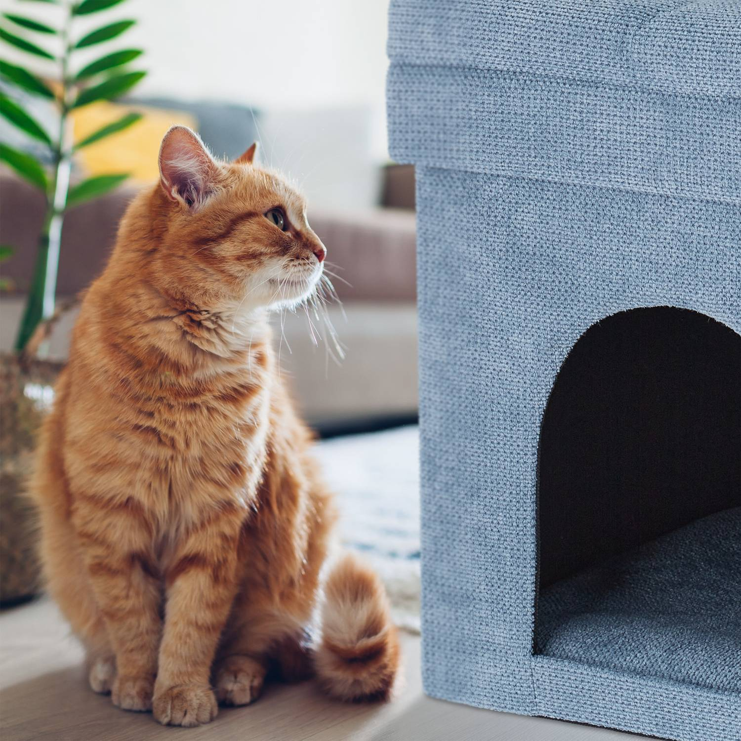 Un gato naranja se sienta junto a una casa para gatos azul sobre un suelo de madera.
