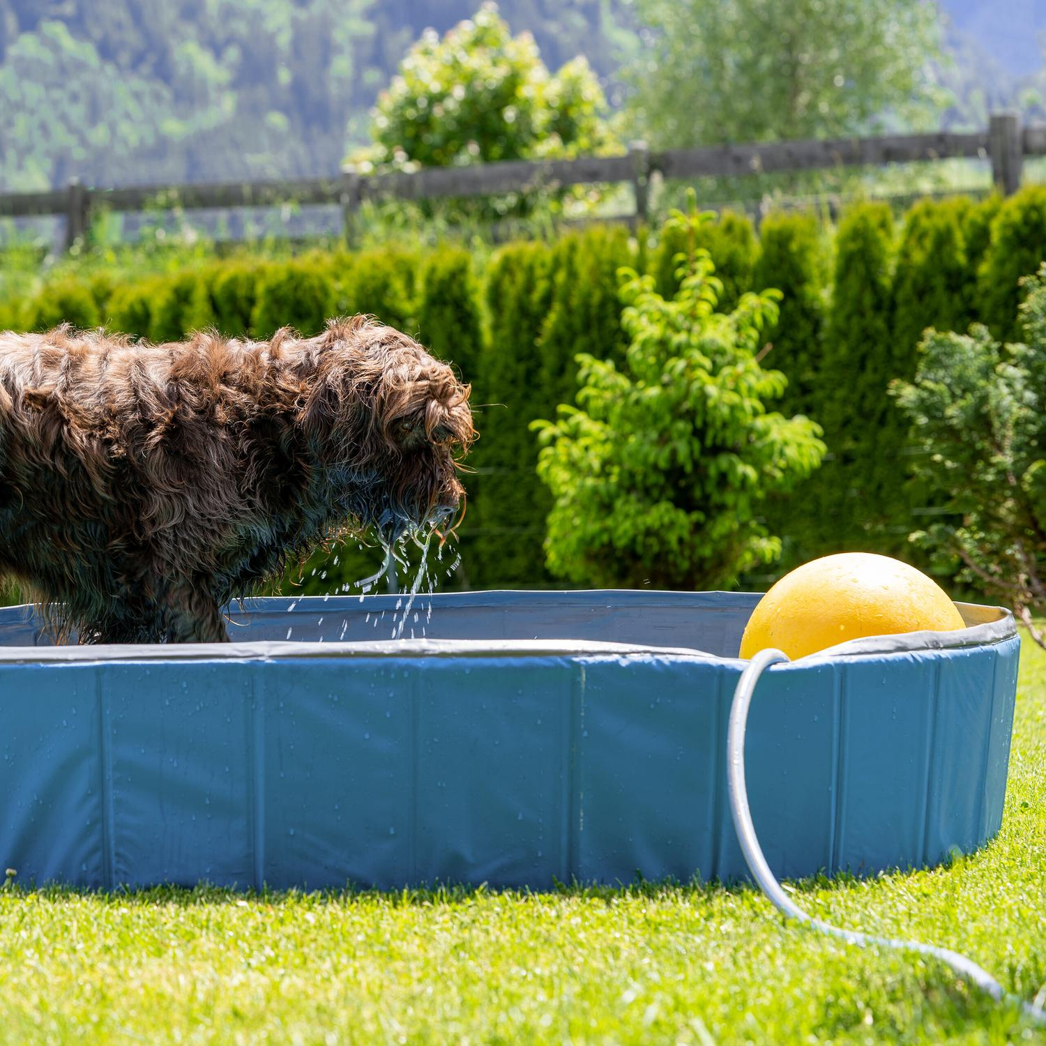 Un perro marrón bebe de una piscina infantil con una pelota amarilla.