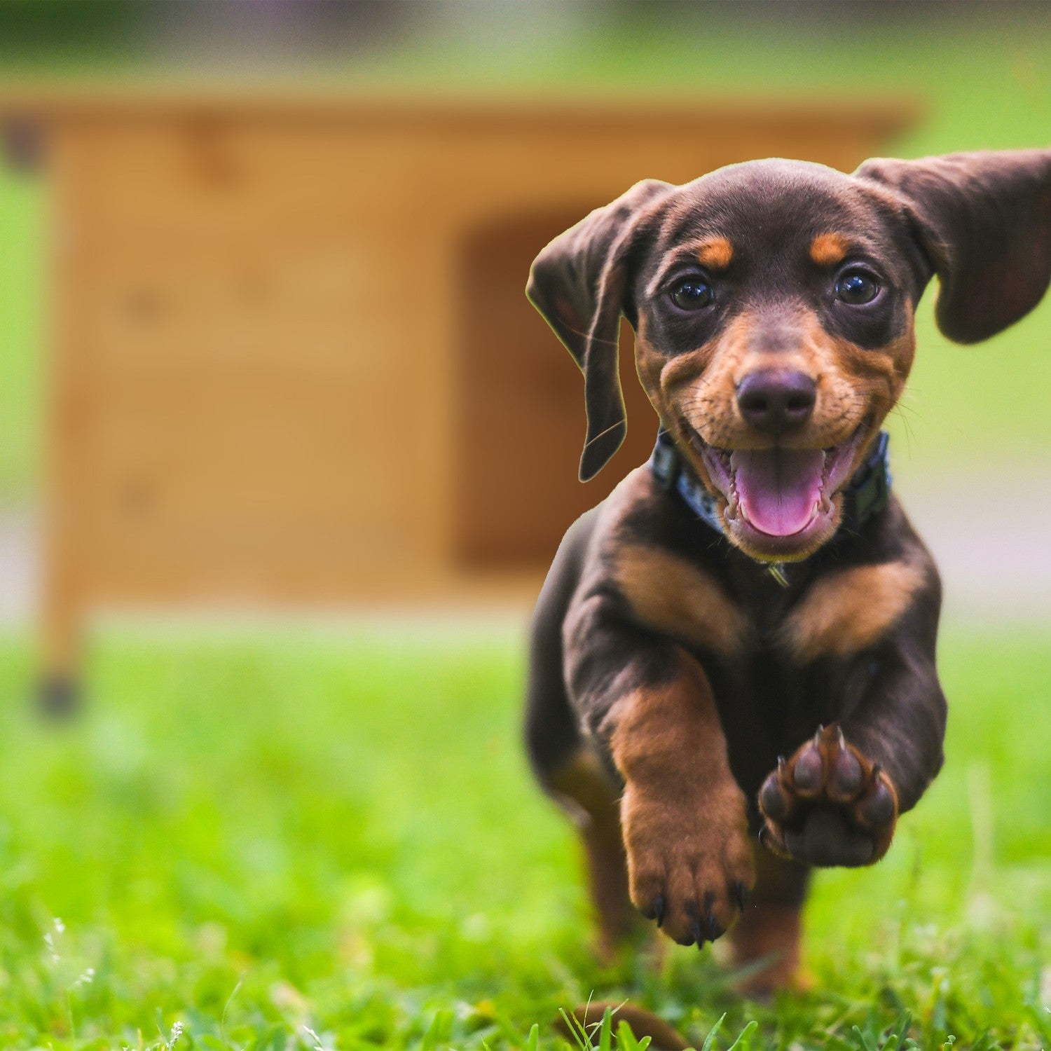 Un cachorro salchicha marrón corre sobre hierba verde hacia una caseta.