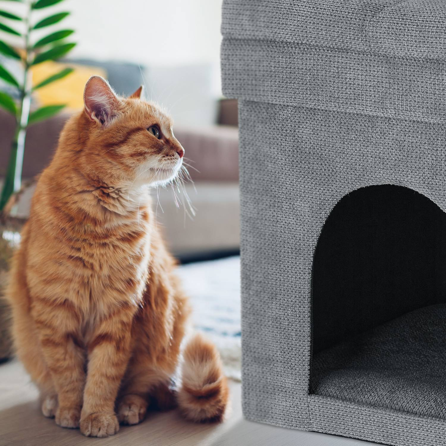 Un gato naranja sentado junto a una casa para gatos gris con entrada.
