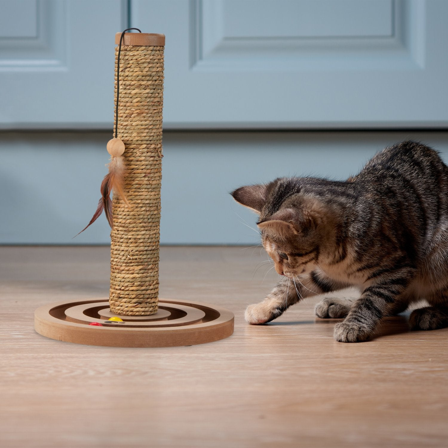 Un gato atigrado juega con un rascador con plumas. El gato está concentrado.
