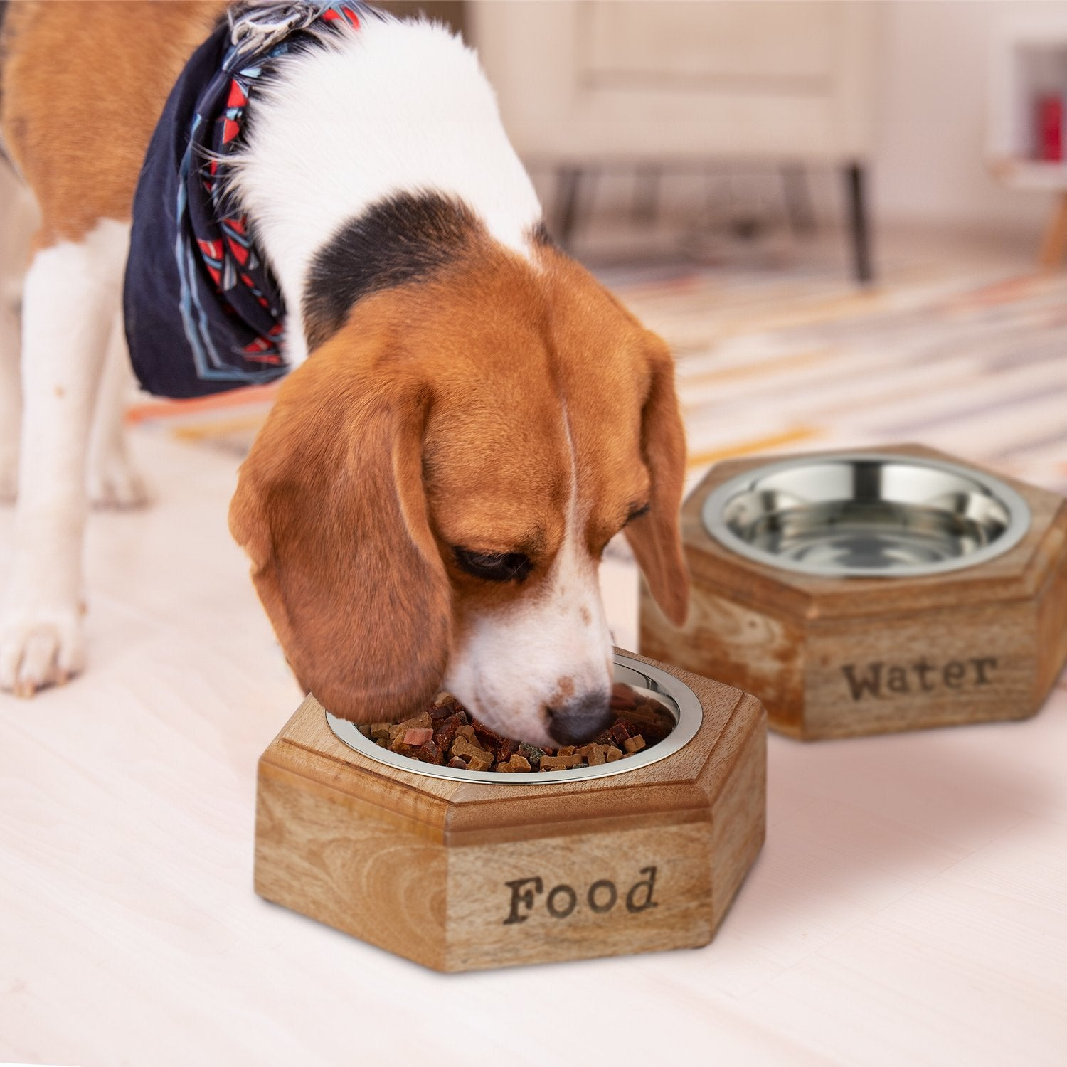 Un beagle con pañuelo come de un cuenco de comida. Un cuenco de agua está cerca.