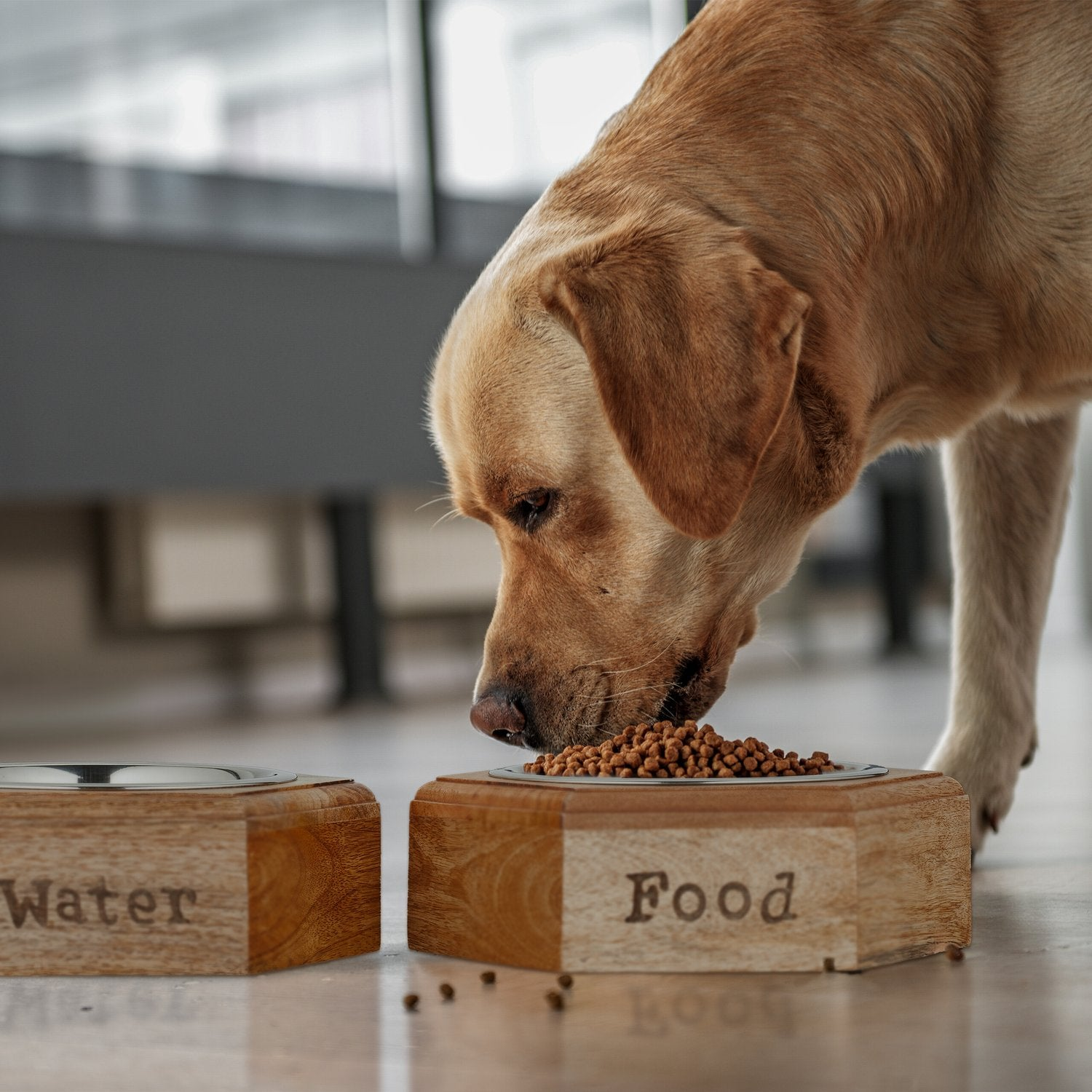 Un Labrador dorado come de un cuenco con la etiqueta "Food".