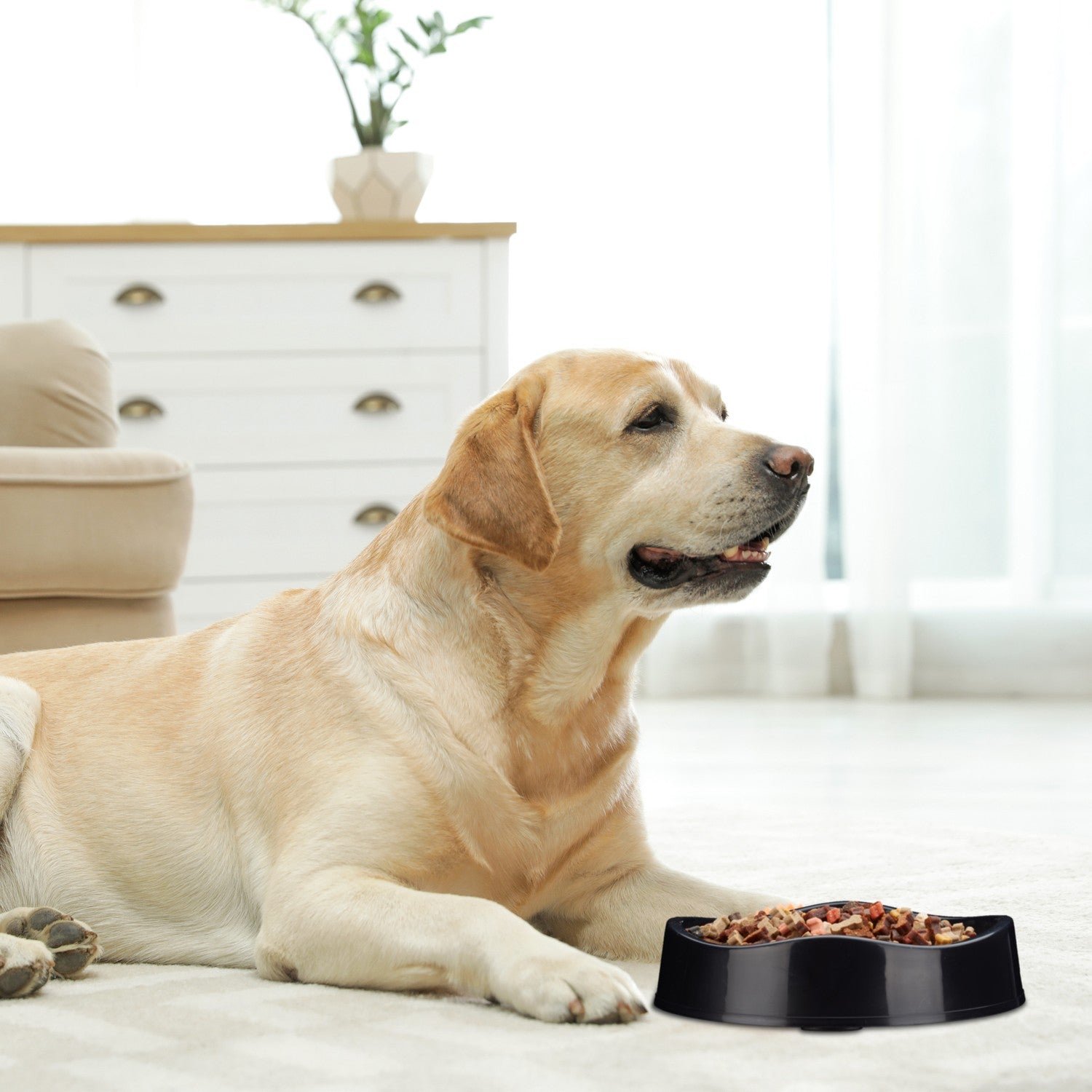 Un Labrador claro yace en una alfombra junto a un cuenco negro con comida.