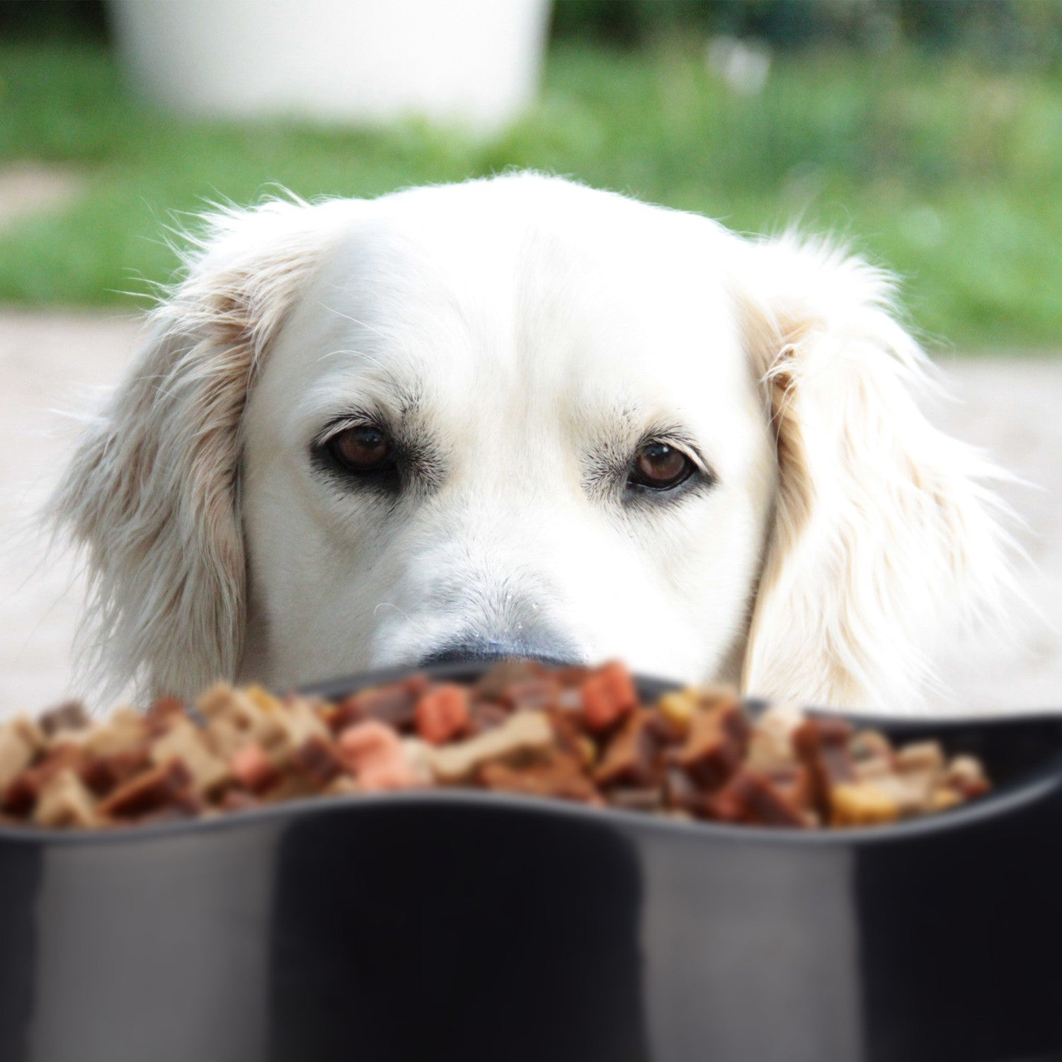Un perro blanco mira por encima de un cuenco de comida.