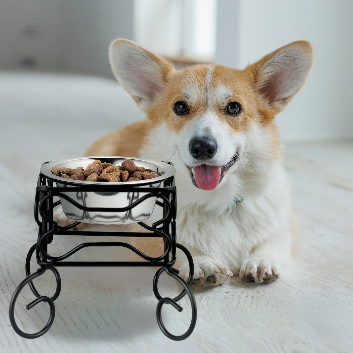 Un Corgi yace junto a un cuenco de comida en un soporte.