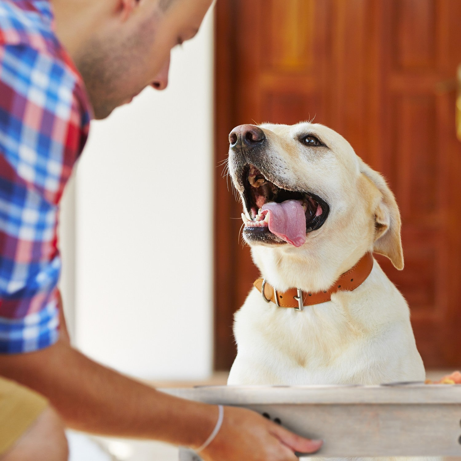 Un hombre con camisa a cuadros se inclina hacia un perro con collar.