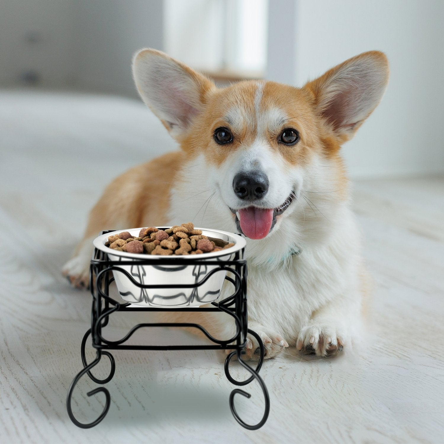 Un corgi yace junto a un cuenco de comida en un soporte elevado.