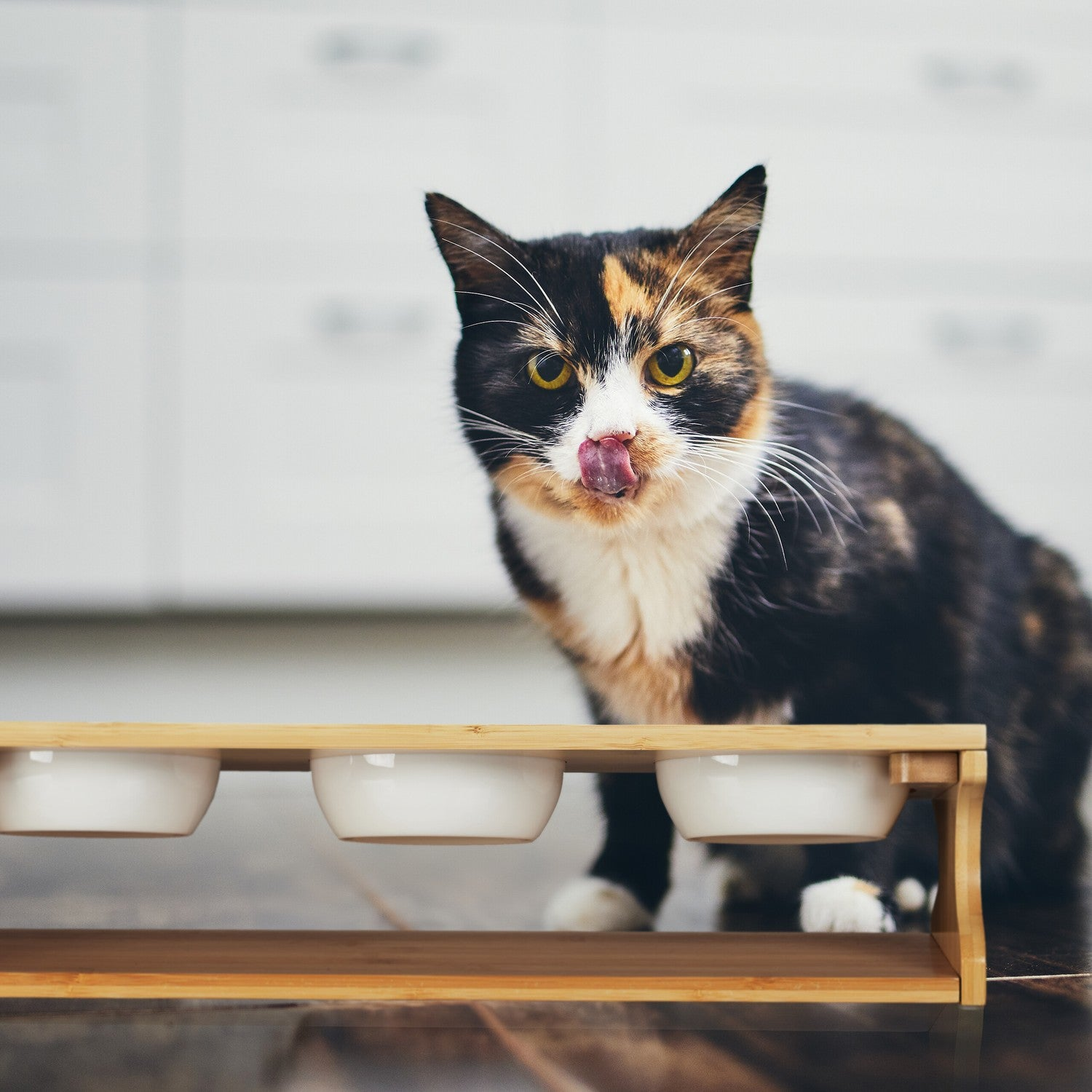 Una gata tricolor se lame el hocico, sentada junto a un soporte de madera con tres cuencos blancos.
