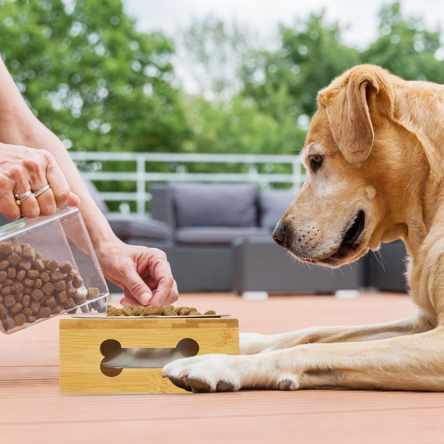 Un perro yace en una terraza de madera mientras una persona le echa comida en el cuenco.
