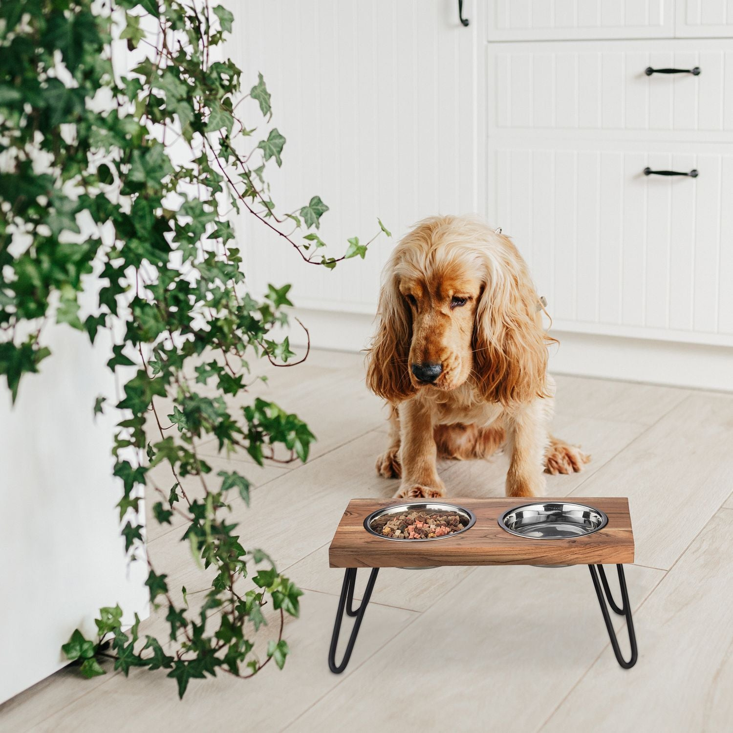 Un perro sentado ante un cuenco de comida en suelo de madera, junto a una planta verde.