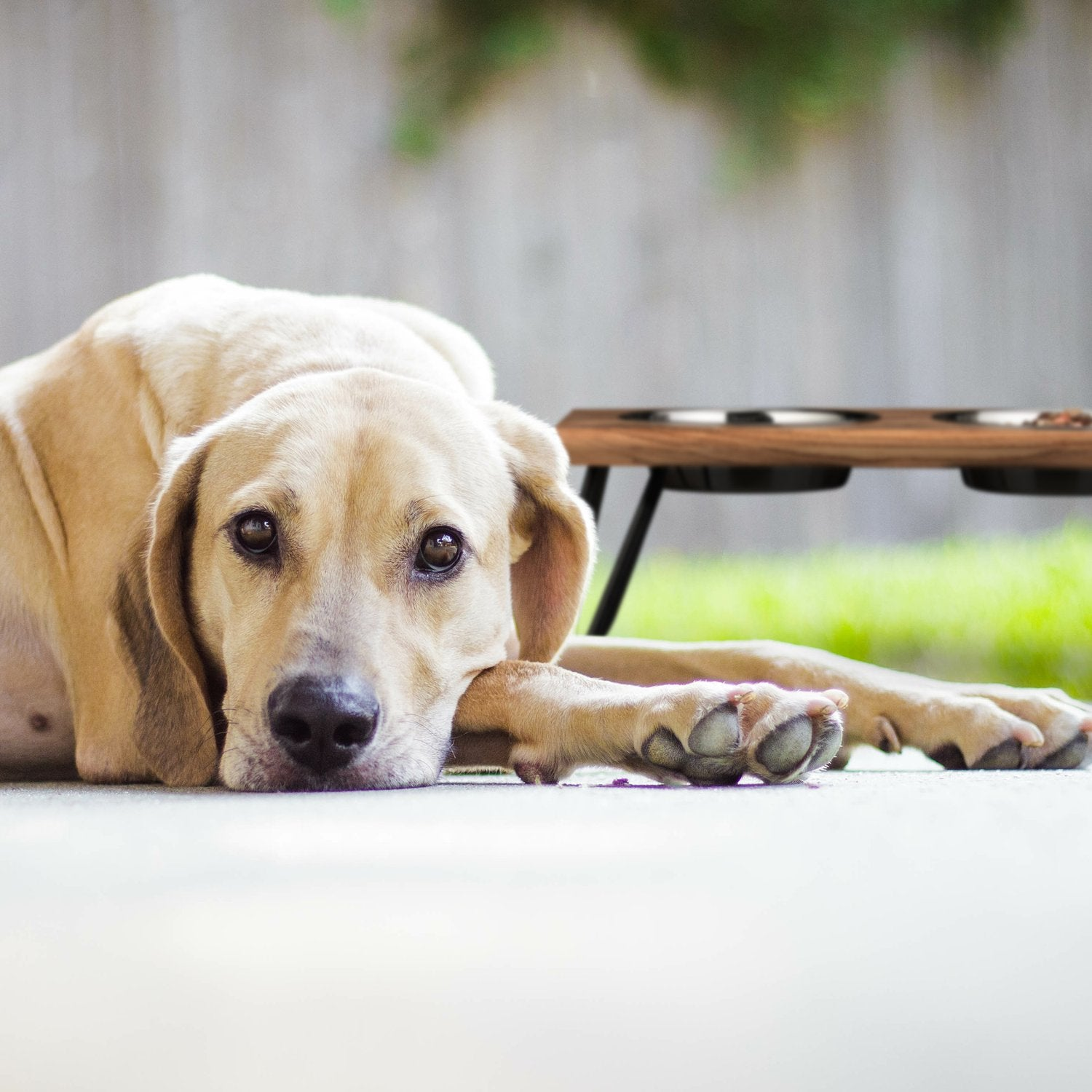 Un perro canela yace en un patio de concreto junto a un soporte elevado para cuencos.