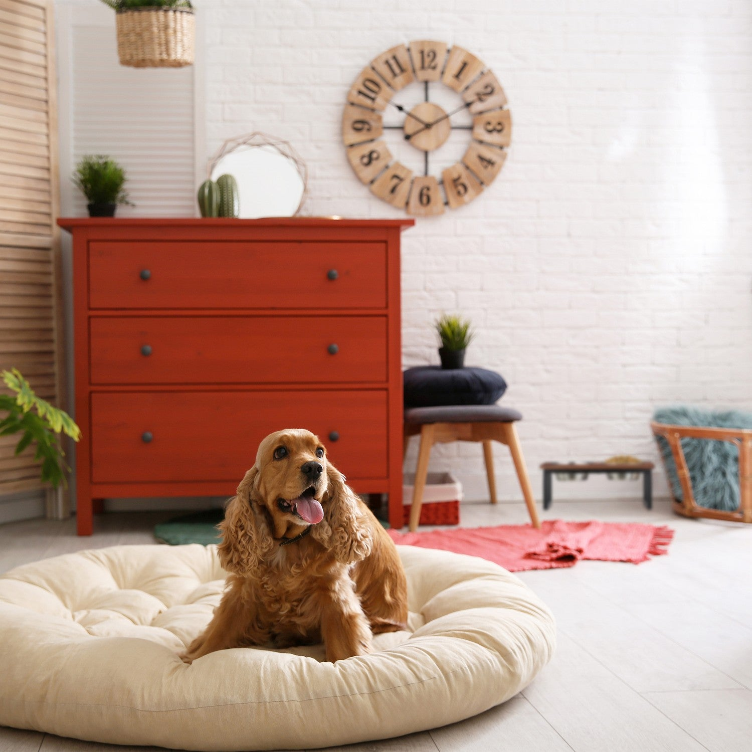 Un perro se sienta en una cama beige en una sala con cómoda naranja.