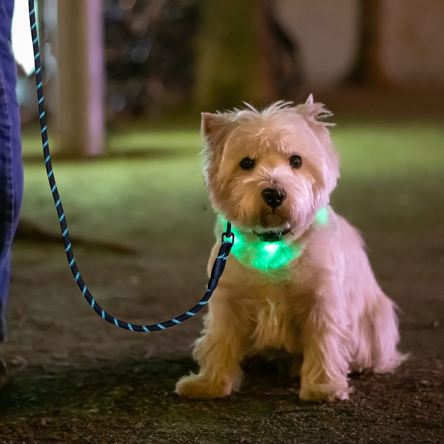 Un perro blanco con collar brillante se sienta en el suelo, sujeto por una correa.