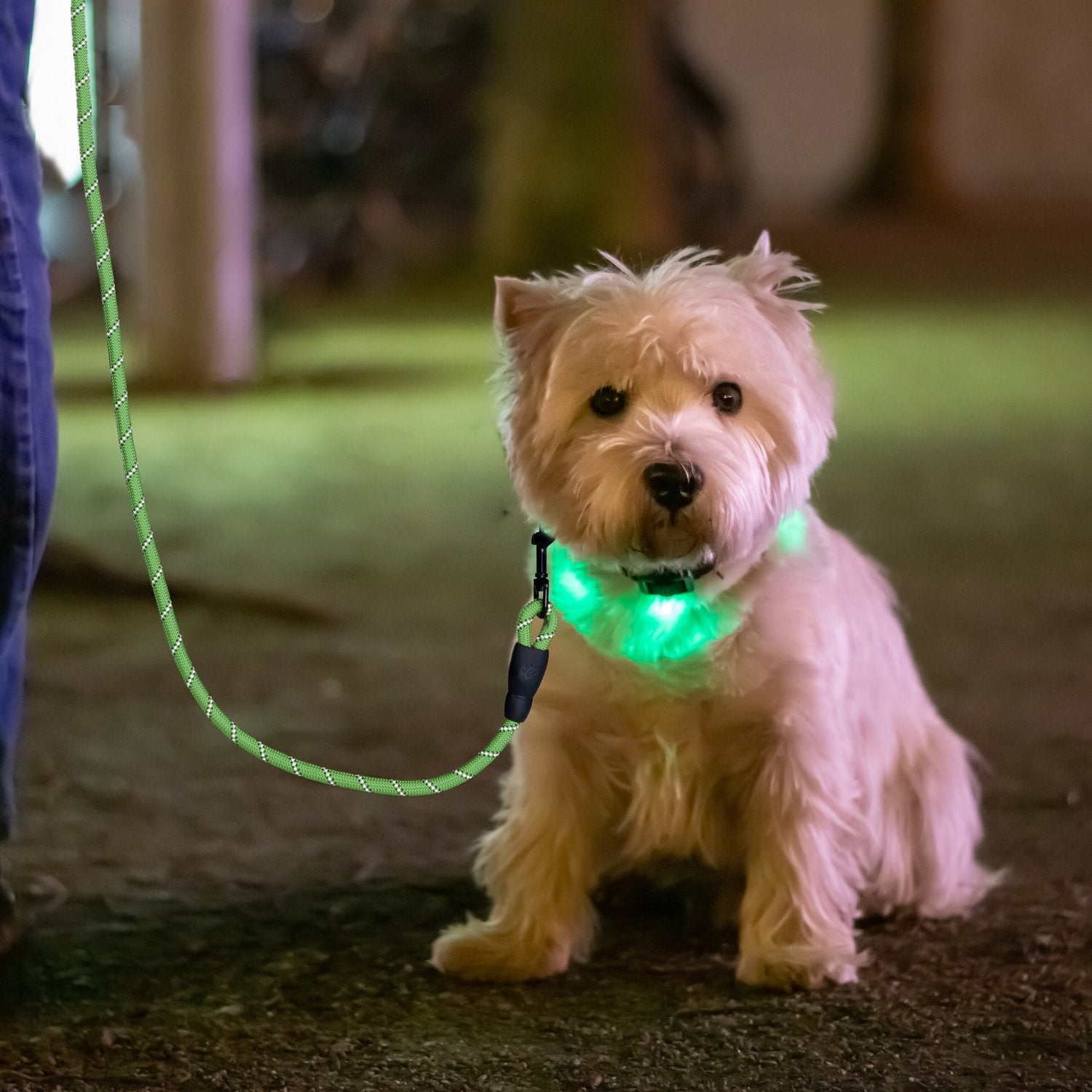 Un perro blanco y esponjoso se sienta en el suelo, con collar y correa que se iluminan en verde.