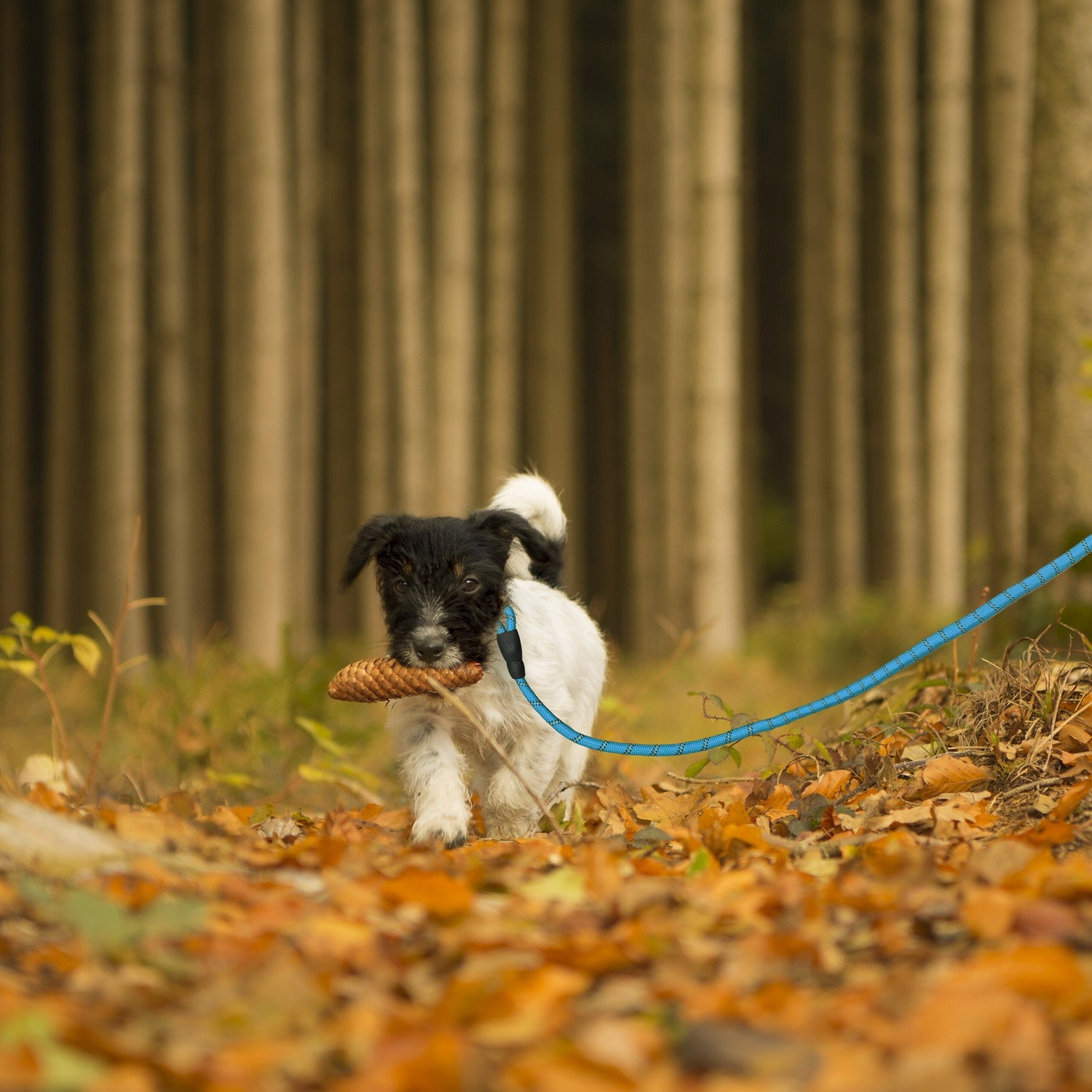 Un perro pequeño con una piña en la boca camina por un sendero cubierto de hojas de otoño.