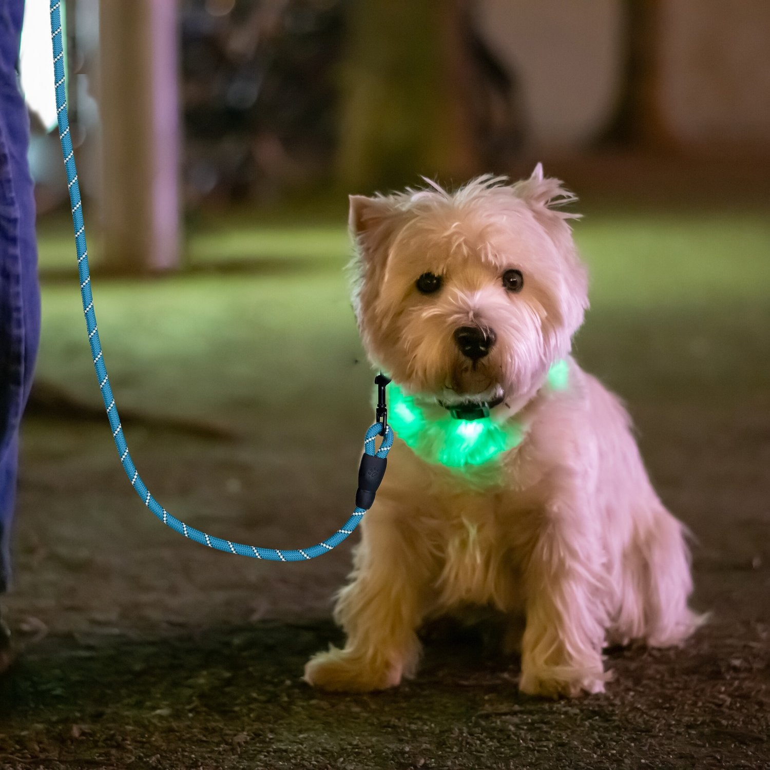 Un perro blanco se sienta en el suelo con un collar verde brillante.