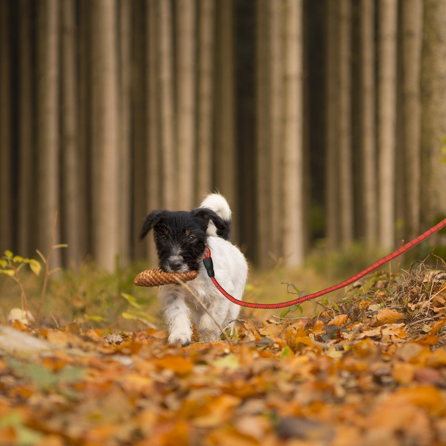 Un cachorro con una piña en la boca camina entre hojas de otoño.