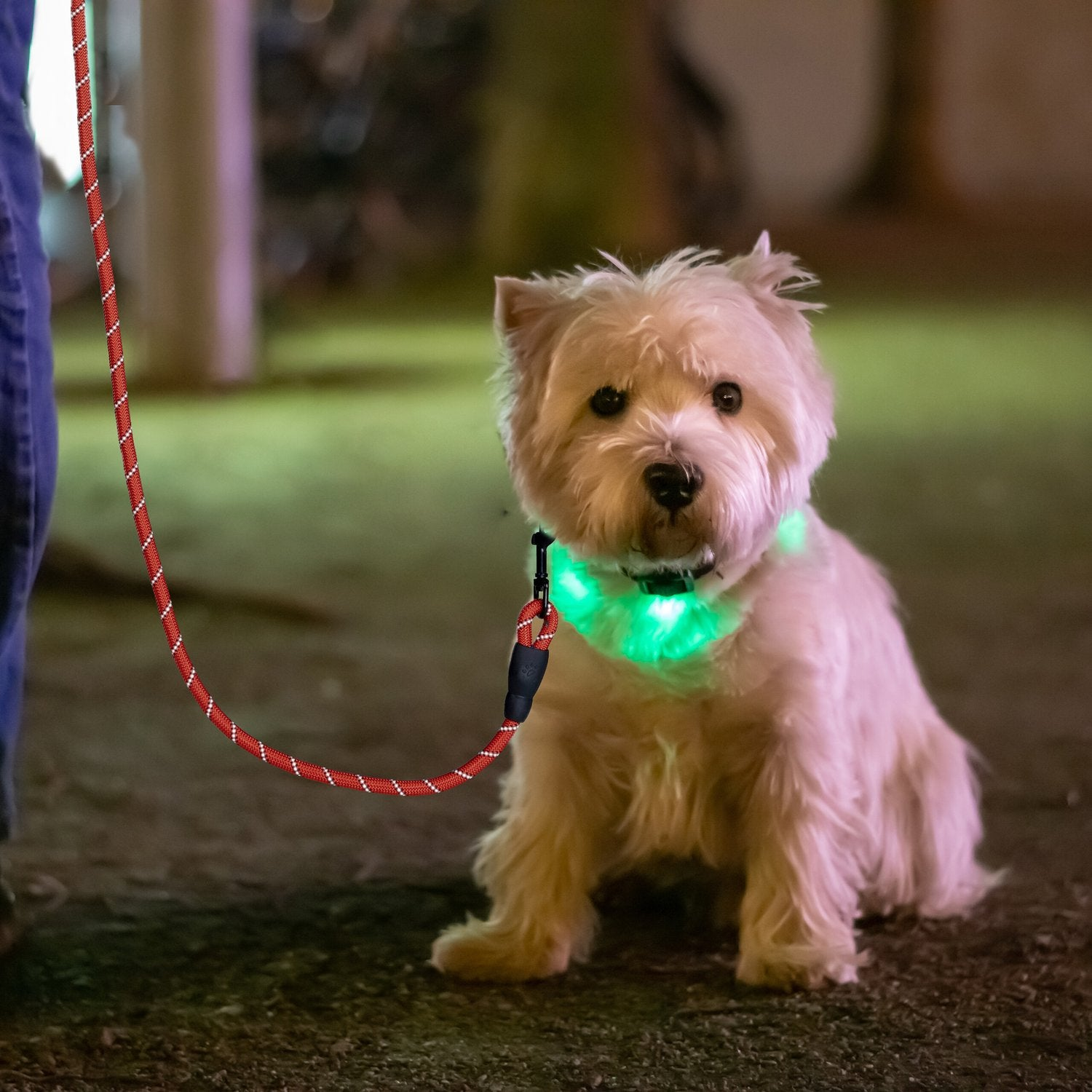 Un perro blanco con collar brillante se sienta en el suelo.