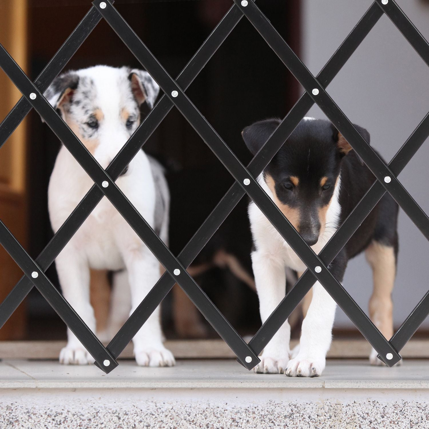 Dos cachorros, uno manchado y otro negro/marrón, miran a través de una reja negra.