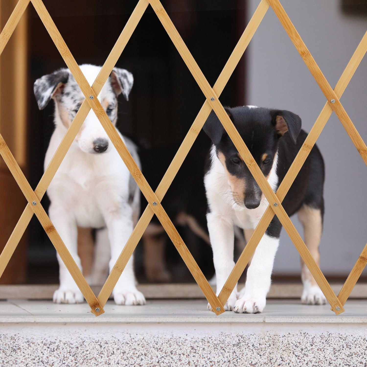 Dos cachorros collie detrás de una barrera de madera. Uno blanco con manchas, el otro blanco y negro.