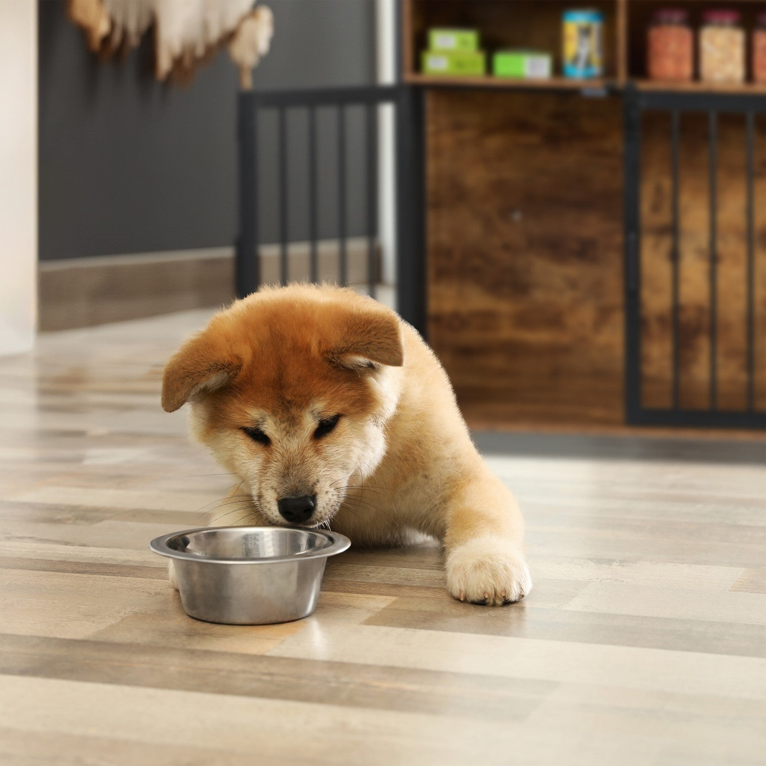 Un cachorro Akita esponjoso mira un cuenco de metal vacío sobre suelo de madera.
