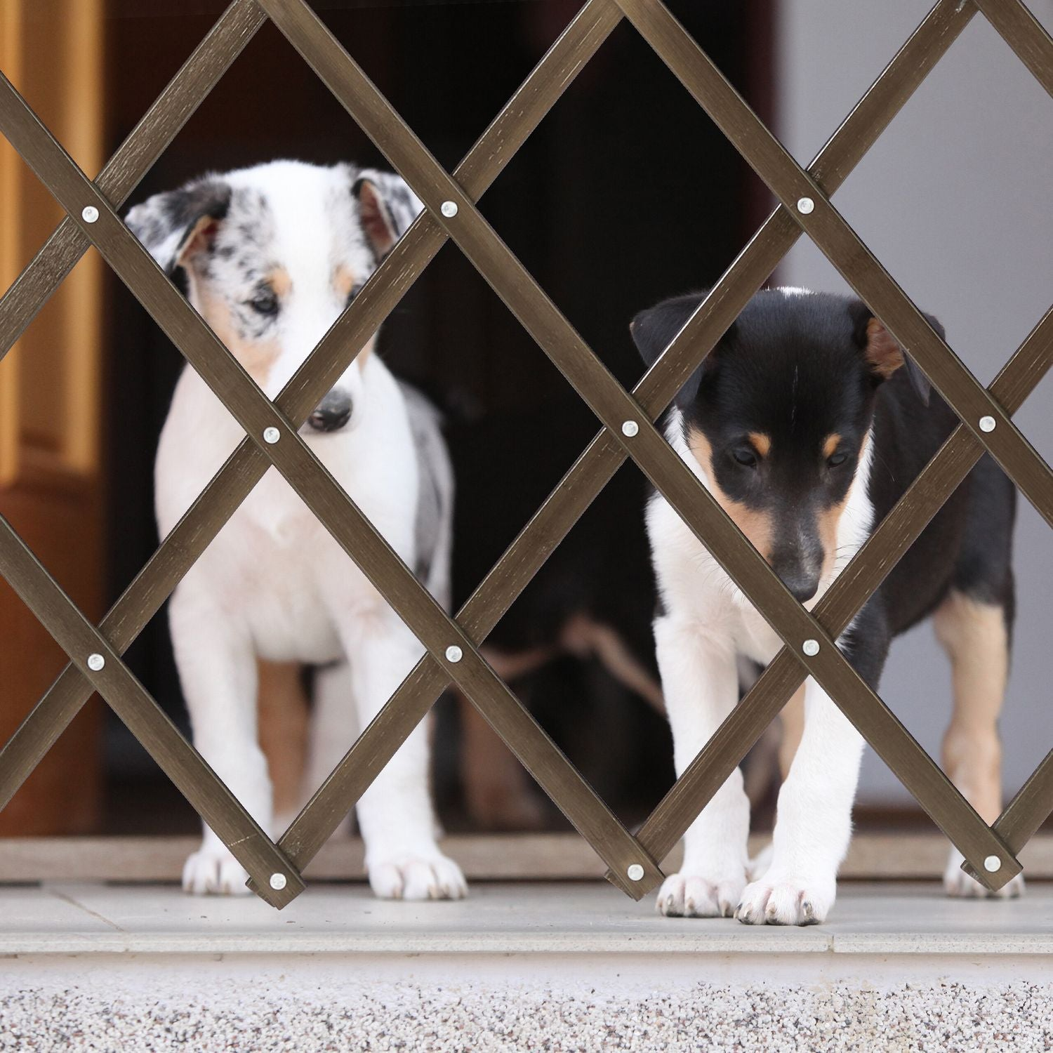Dos cachorros Collie detrás de una reja de celosía marrón.