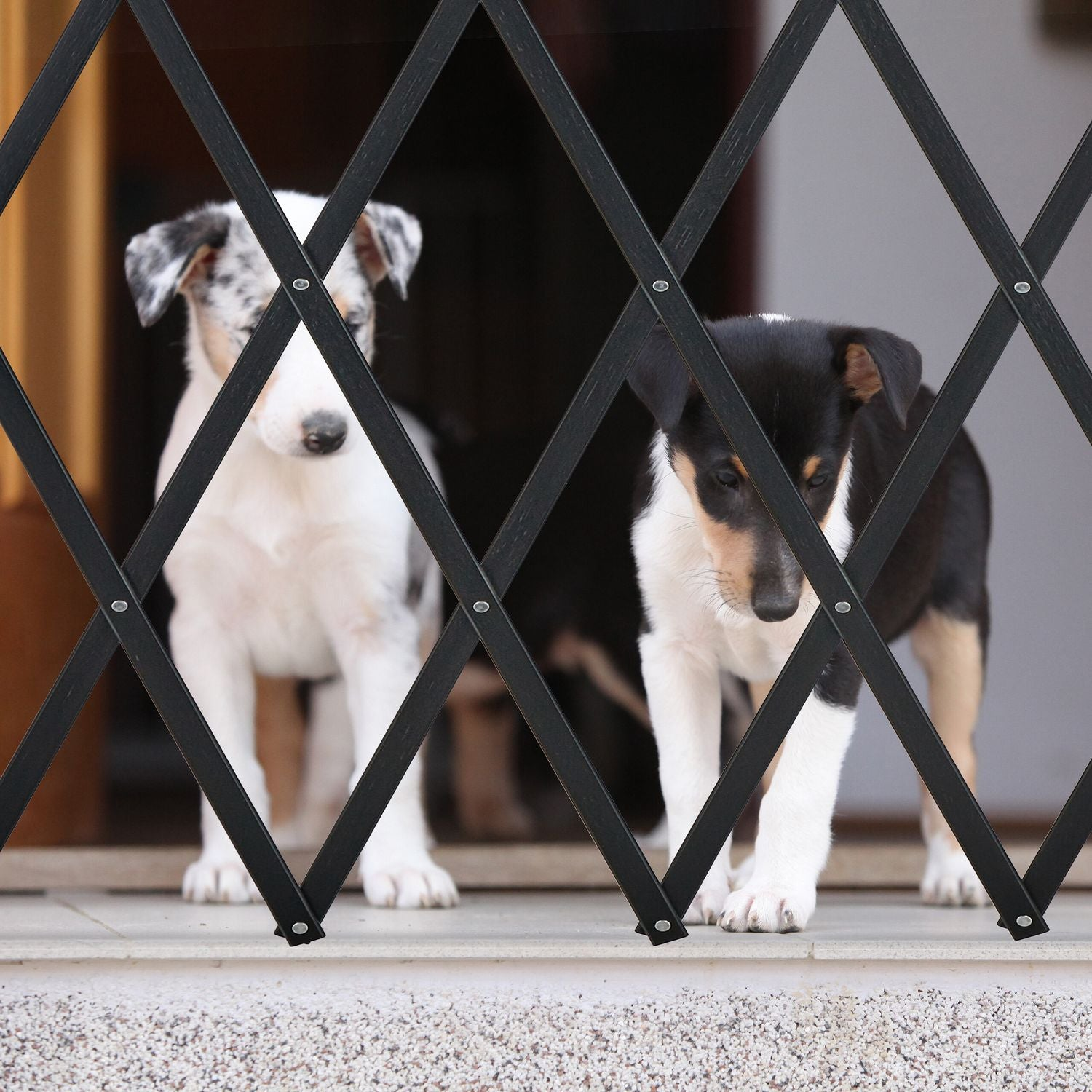 Dos cachorros collie se paran detrás de una puerta expandible negra.