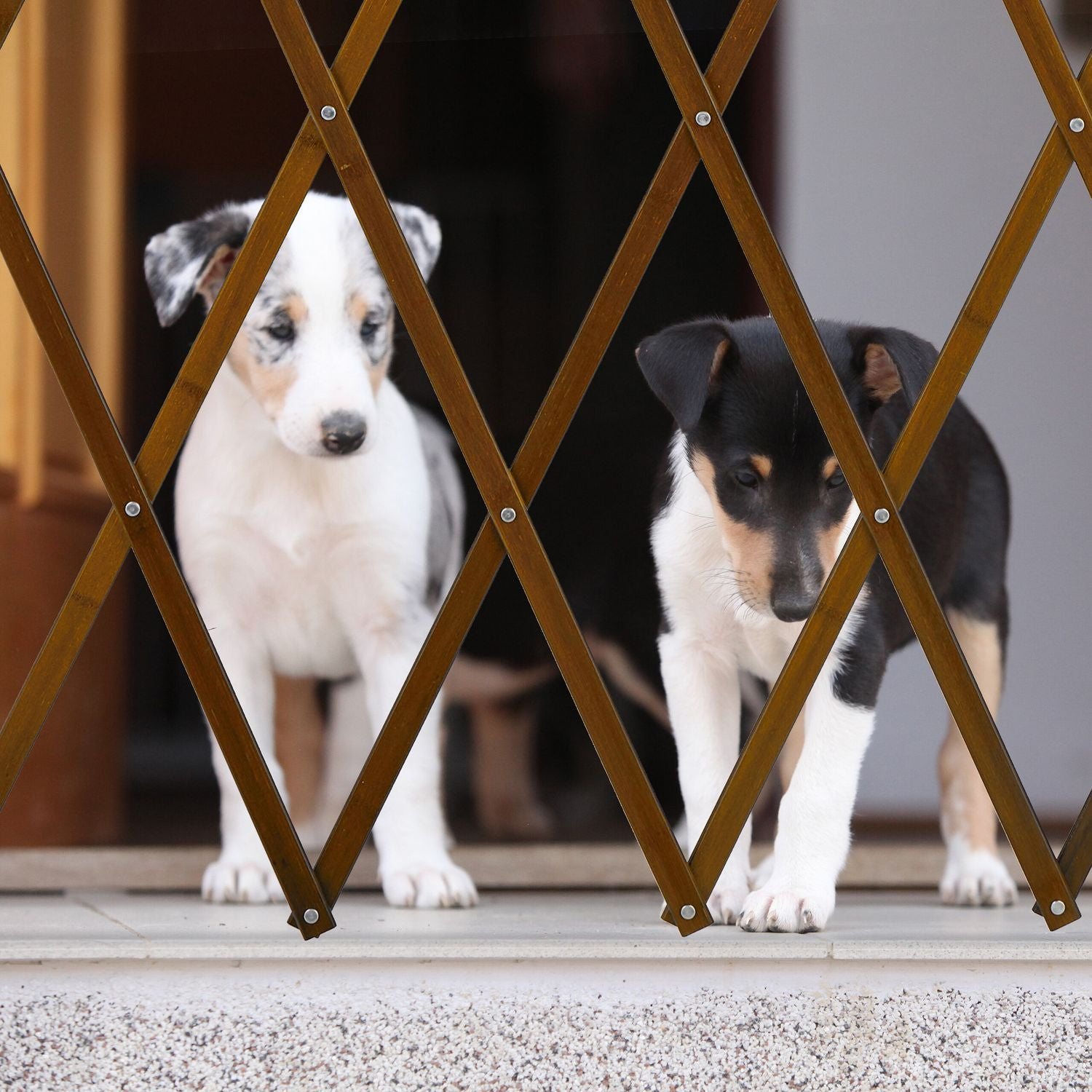 Dos cachorros detrás de una puerta de madera. Uno blanco con manchas, el otro negro, marrón y blanco.