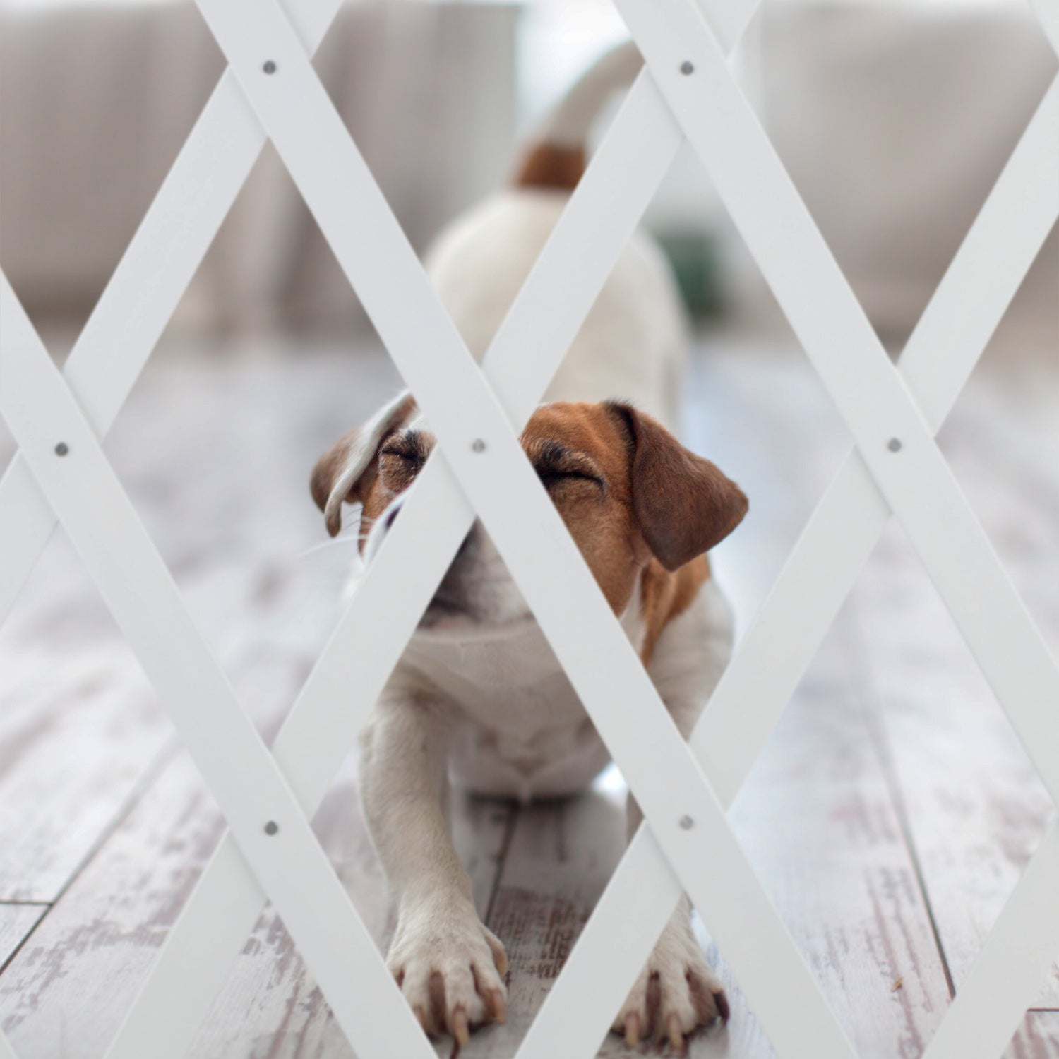 Un perro se estira detrás de una puerta de celosía blanca.