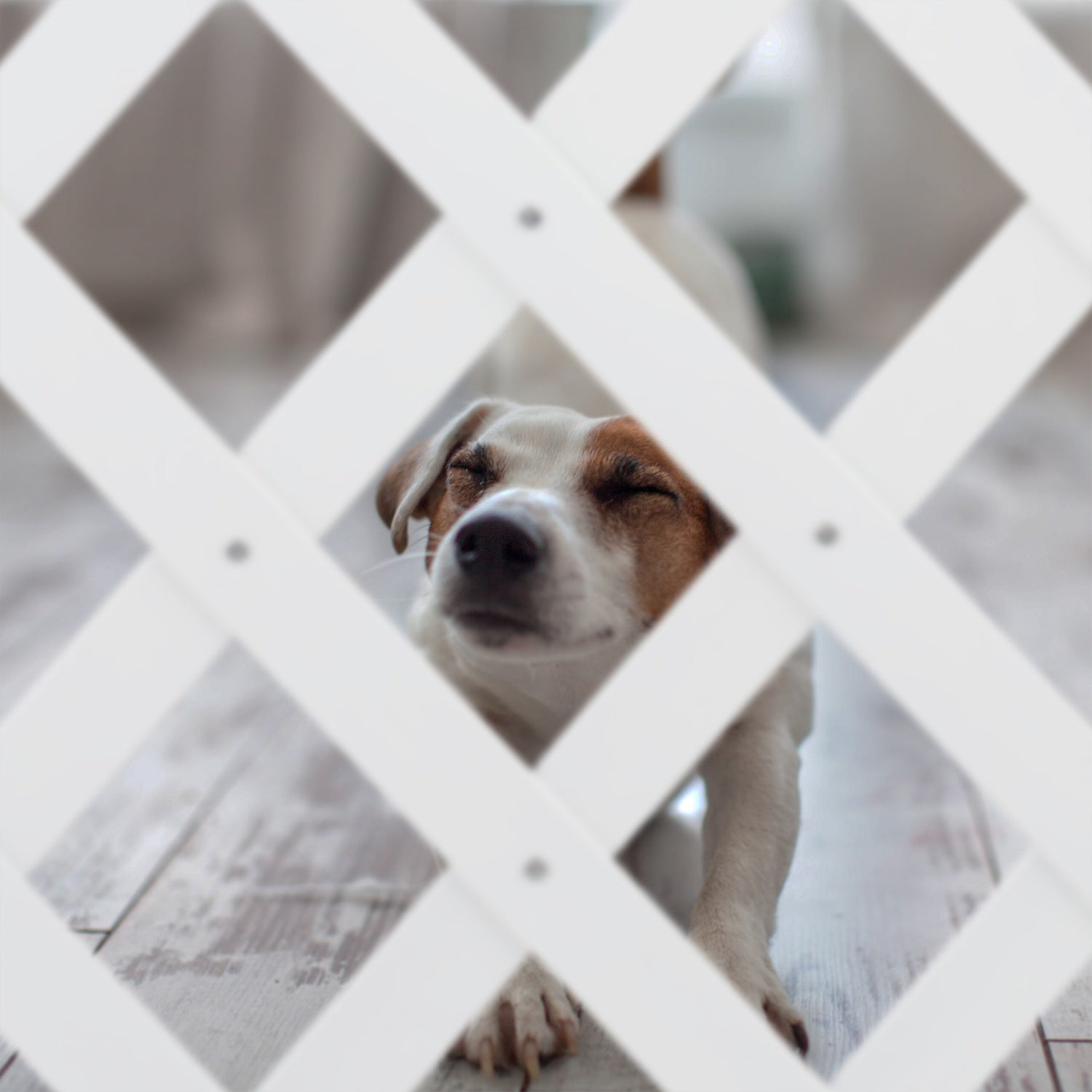 Un Jack Russell Terrier con los ojos cerrados mira a través de una valla de celosía blanca.