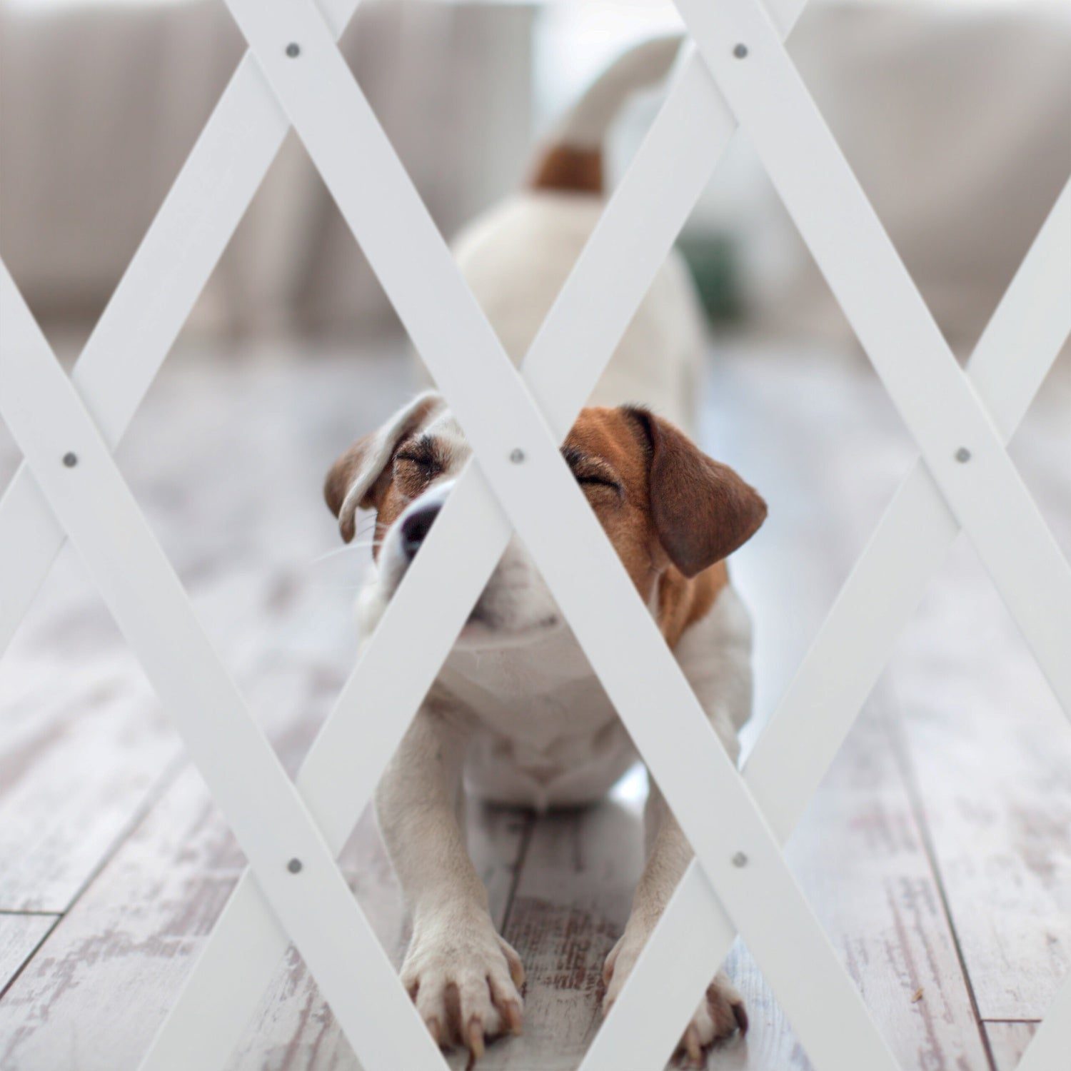 Un Jack Russell Terrier se estira detrás de una reja blanca.