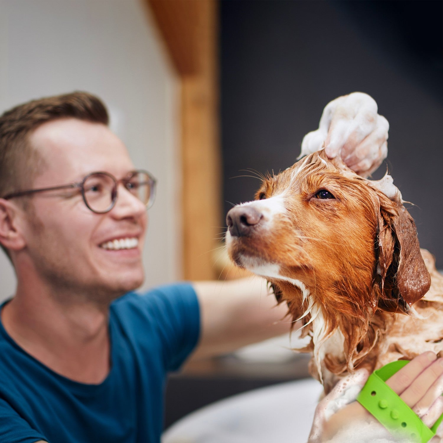 Hombre con gafas sonríe, baña a un perro mojado con espuma de jabón en la cabeza.