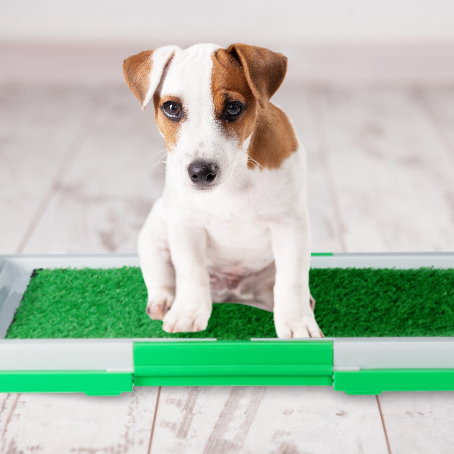 Un cachorro de Jack Russell Terrier se sienta en una alfombrilla de entrenamiento con césped artificial.