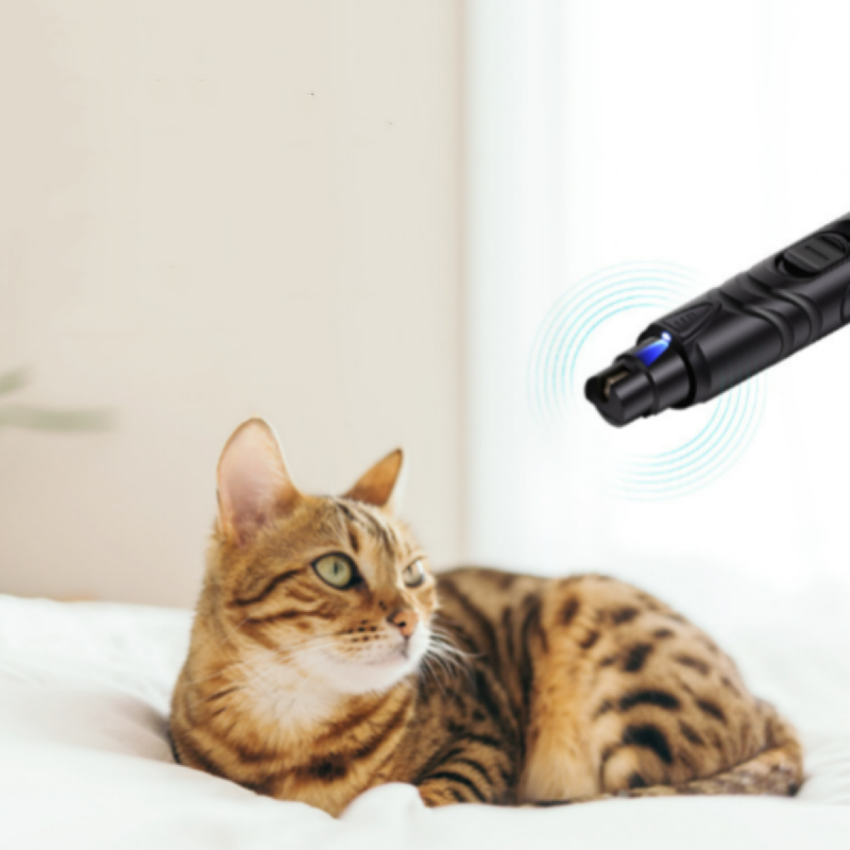 Eine Katze liegt auf einem Bett, ein Laserpointer ist über ihr.