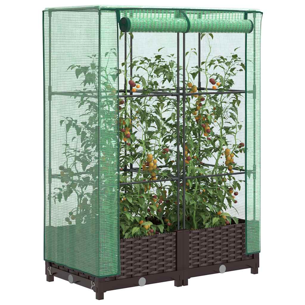 Una mini serra verde con piante di pomodoro che portano frutti maturi.