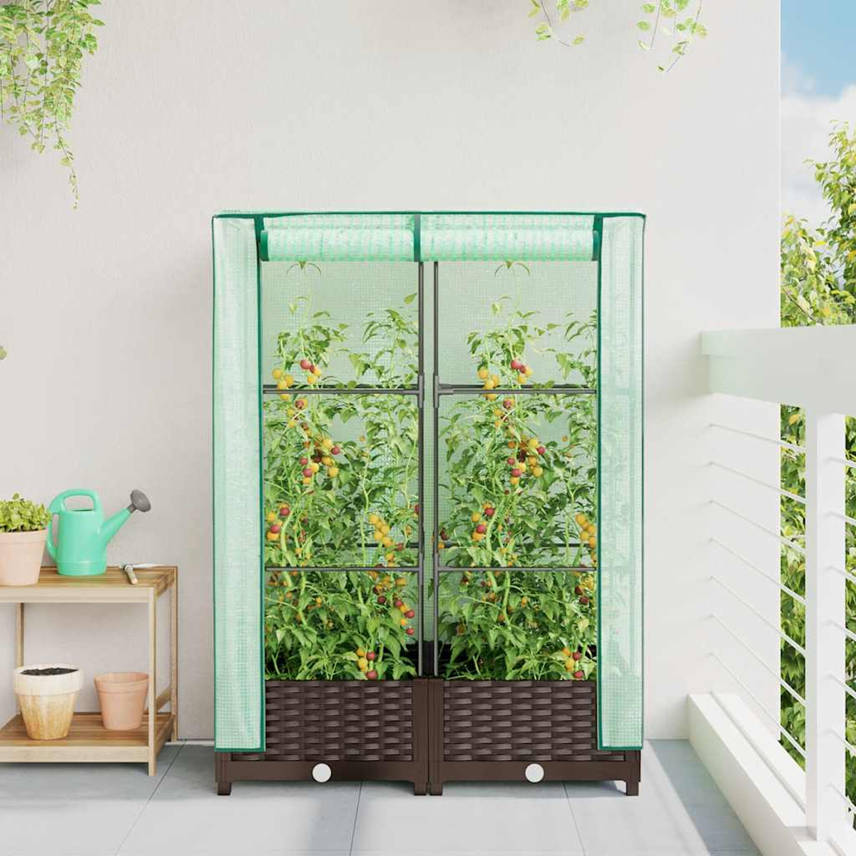 Una serra per piante di pomodoro con molti frutti su un balcone.