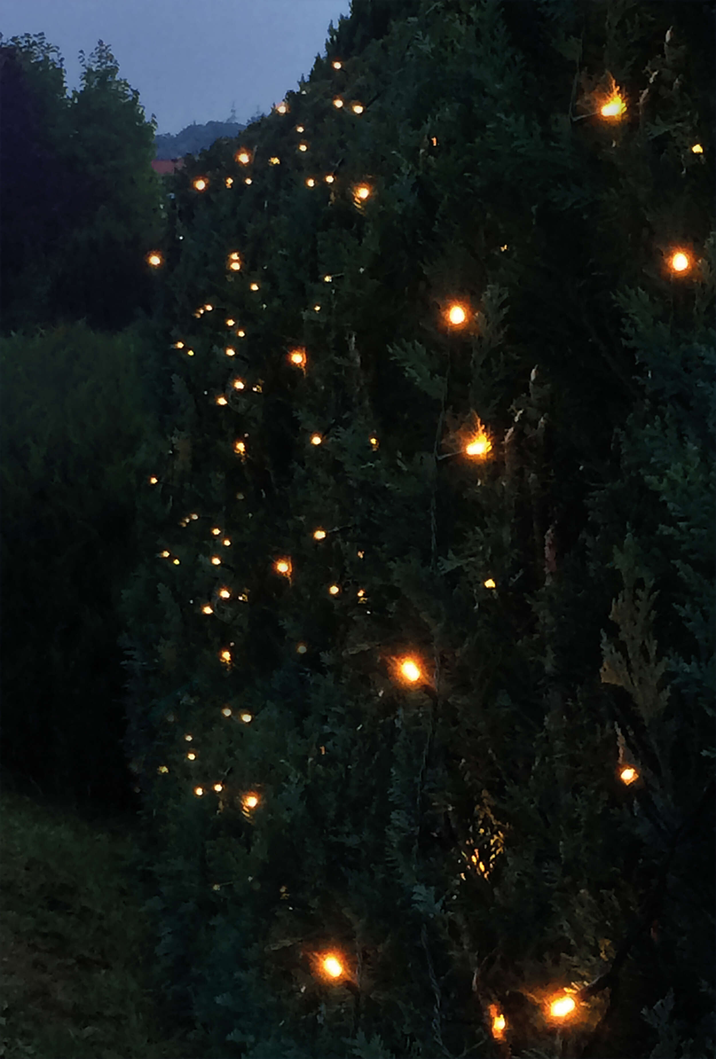 Eine Lichterkette mit warmgelben Lichtern schmückt dunkle grüne Bäume bei Dämmerung.