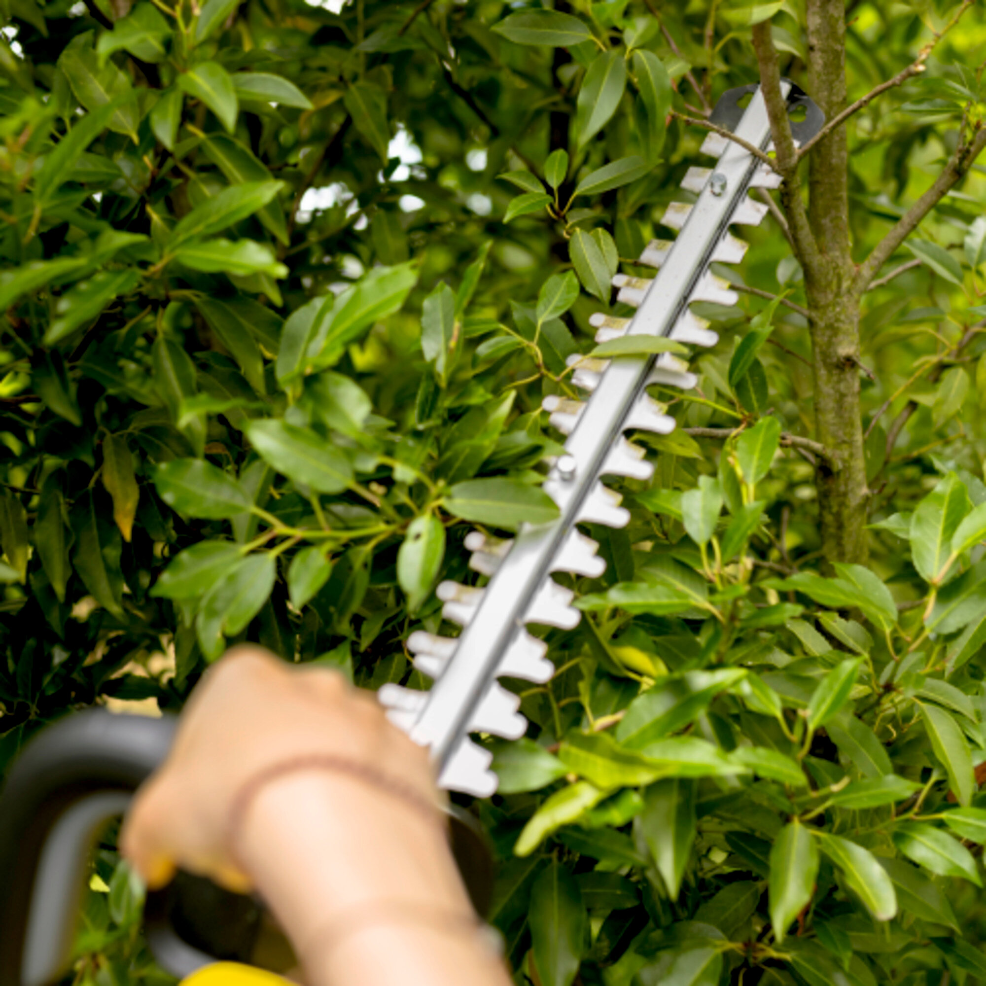 Eine Hand hält einen Heckenscherengriff, während die Klingen einen Baum beschneiden.
