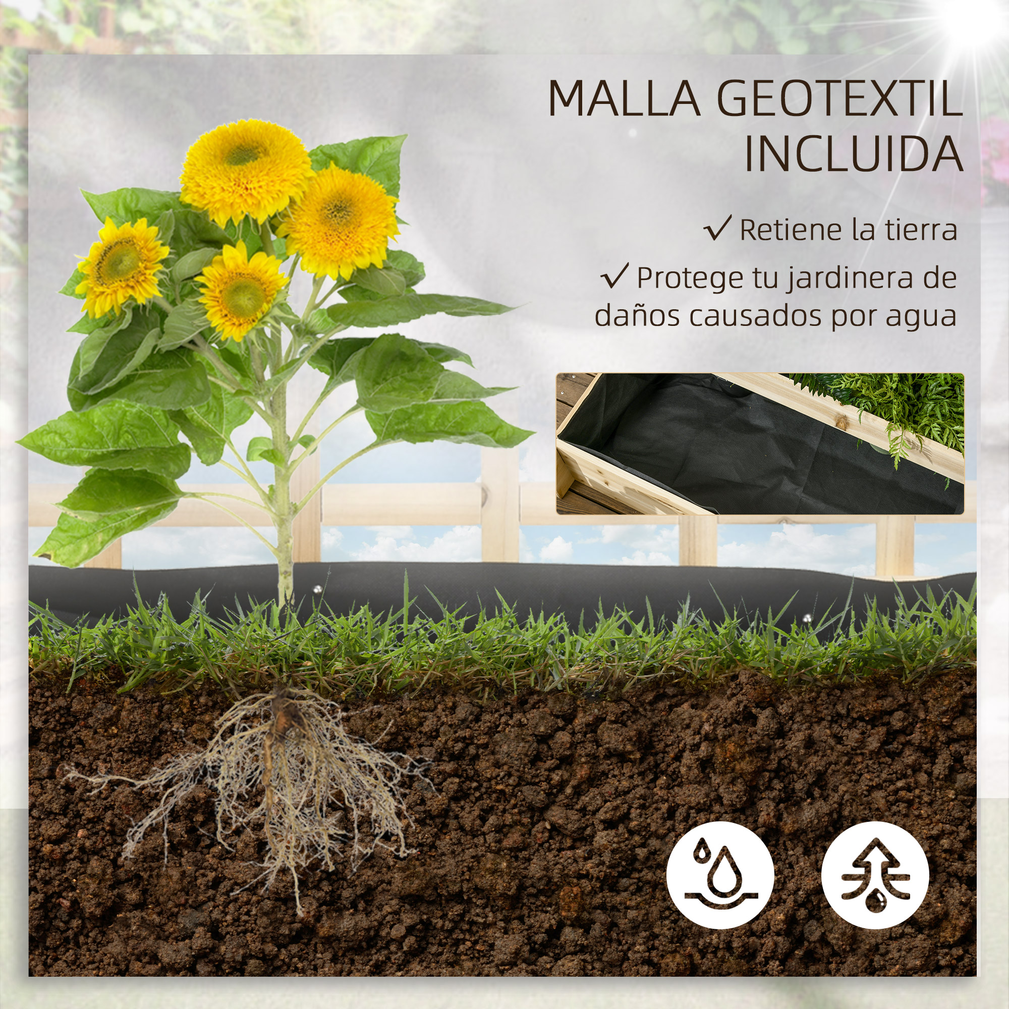 Girasol con raíces y tela geotextil.