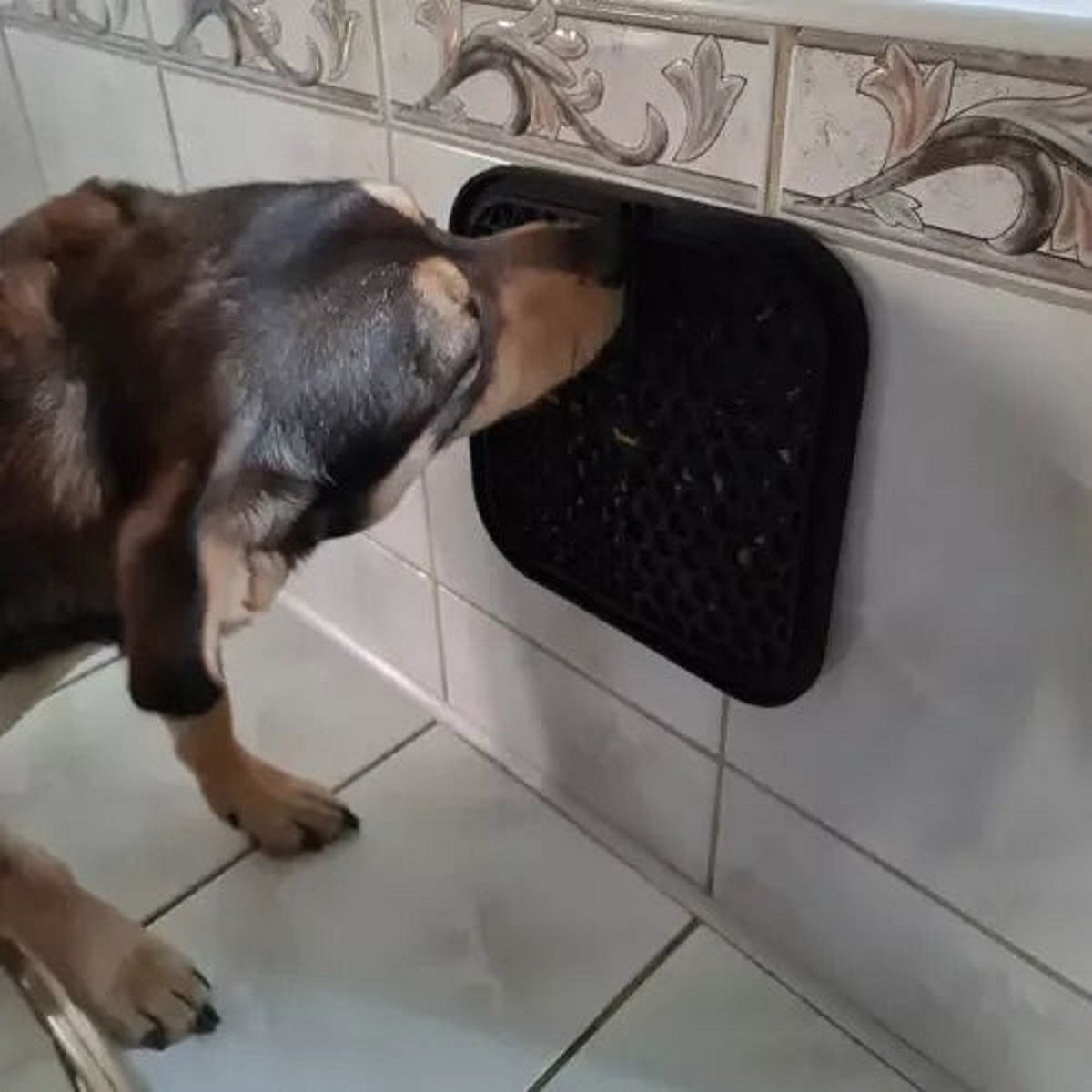 Un perro lame una alfombrilla negra fijada a una pared alicatada.