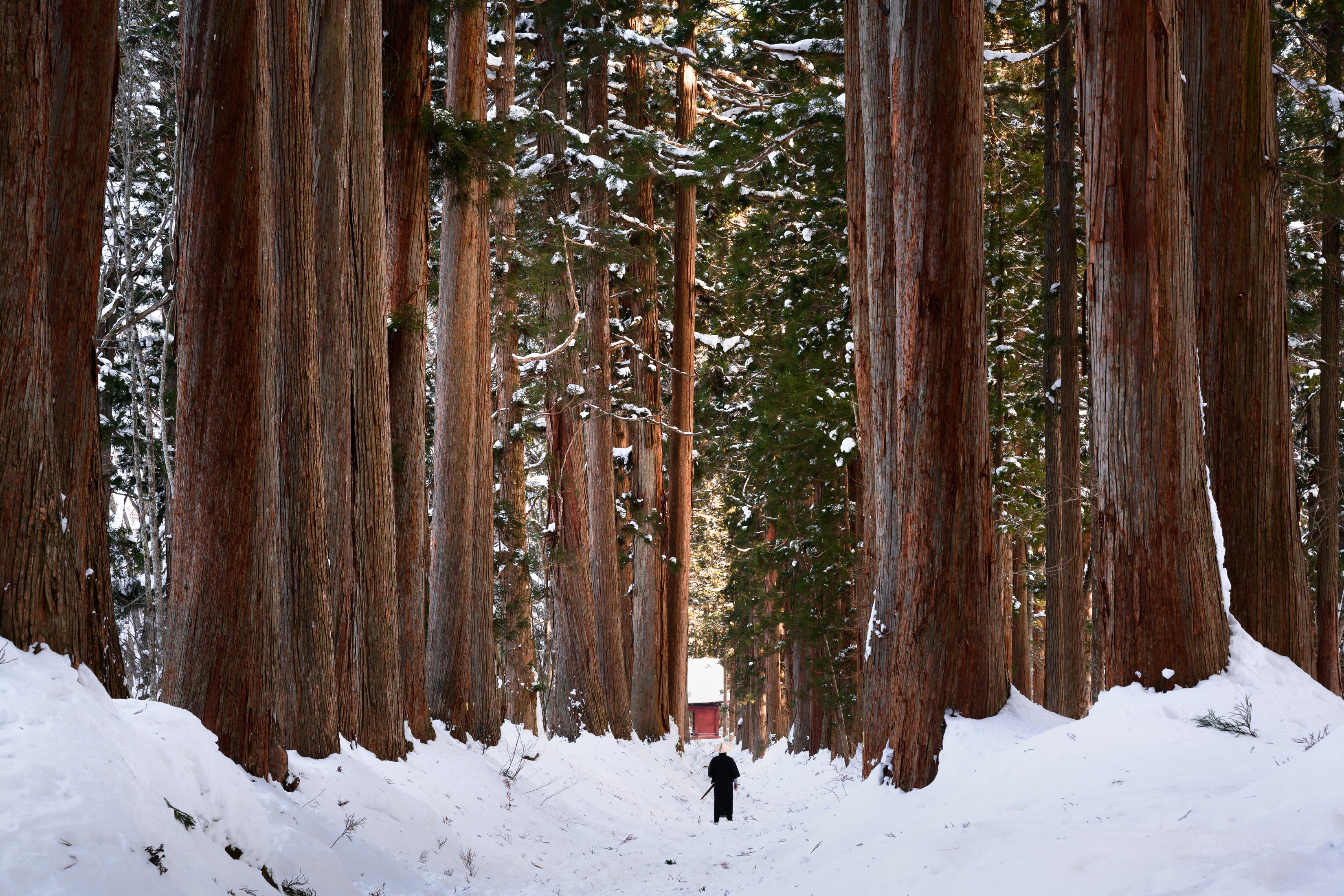 Osoba w czerni idzie przez zaśnieżony las między wysokimi drzewami.