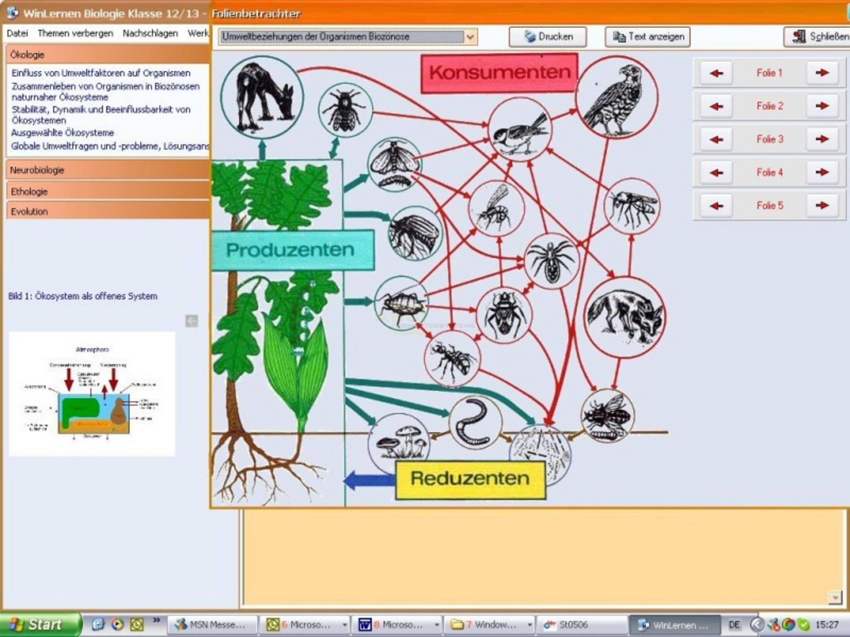 Ökosystem-Nahrungskette: Produzenten, Konsumenten, Reduzenten mit Tieren und Pilzen.