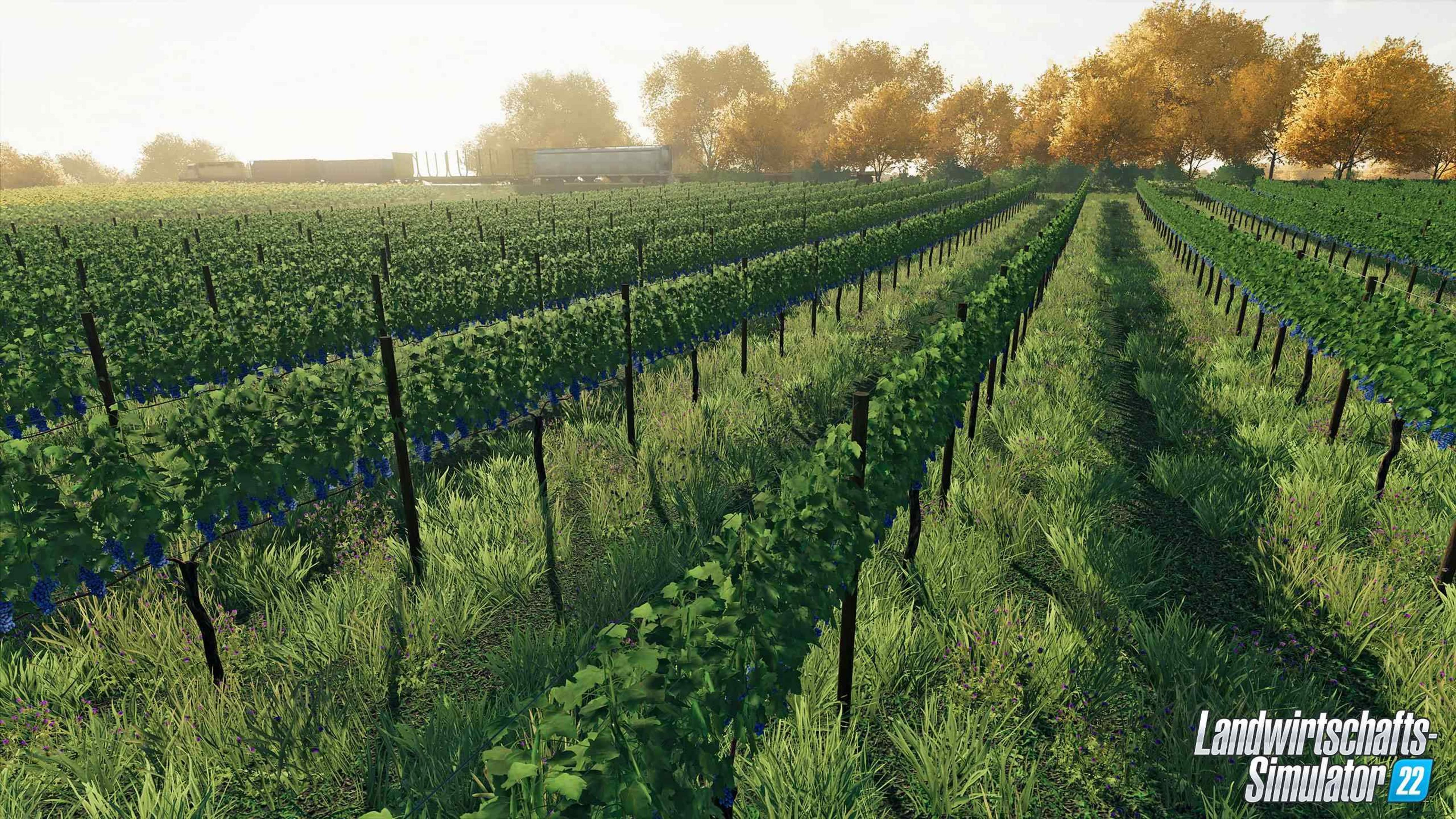 Reihen von grünen Weinreben mit blauen Trauben unter einem bewölkten Himmel. Im Hintergrund ein Zug.