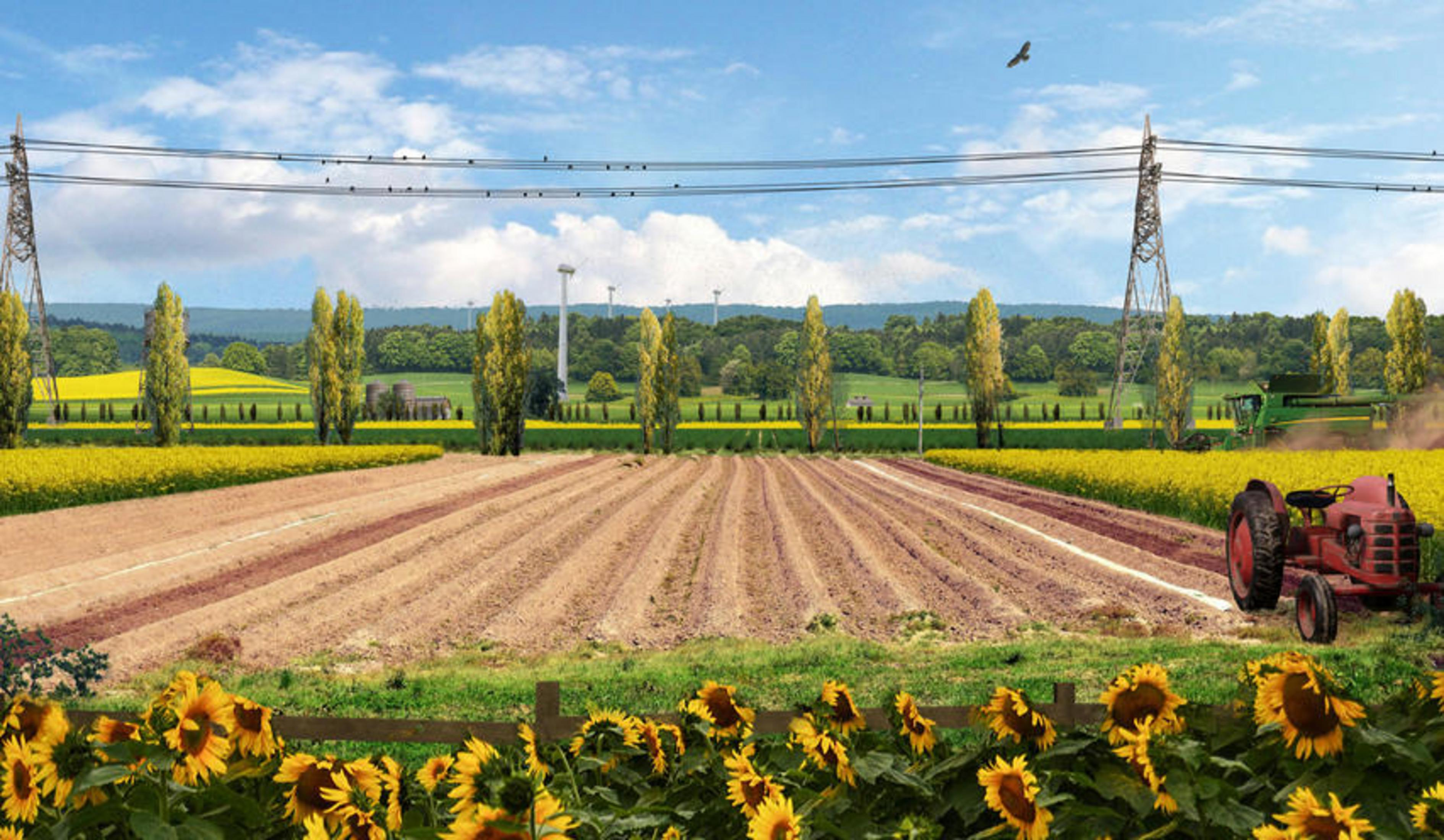 Trattore rosso e mietitrebbia in un campo di girasoli e colza sotto linee elettriche.