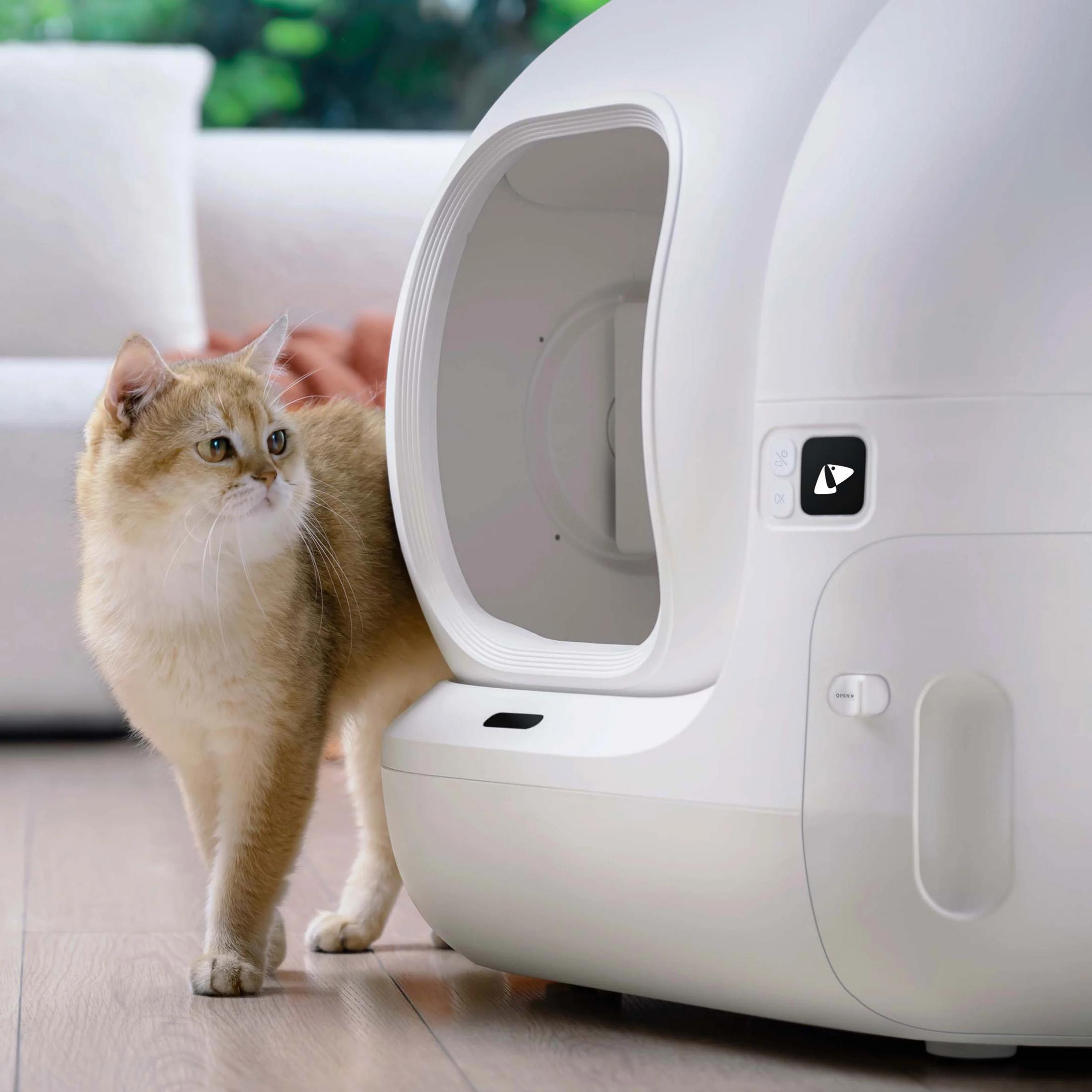 Un gatto dorato accanto a una lettiera bianca autopulente.