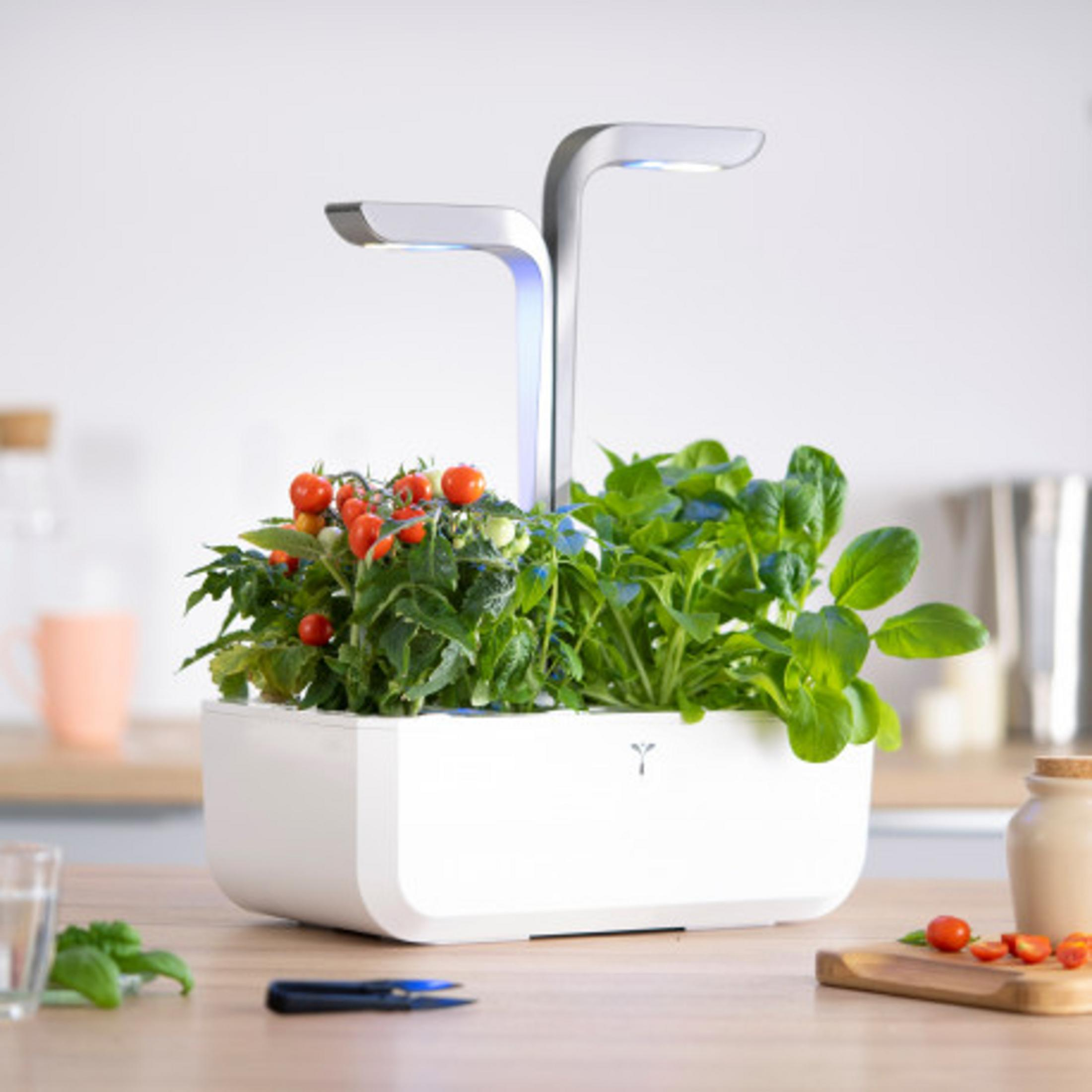 Giardino interno con pomodori e verdure sotto luci LED, su un bancone da cucina.