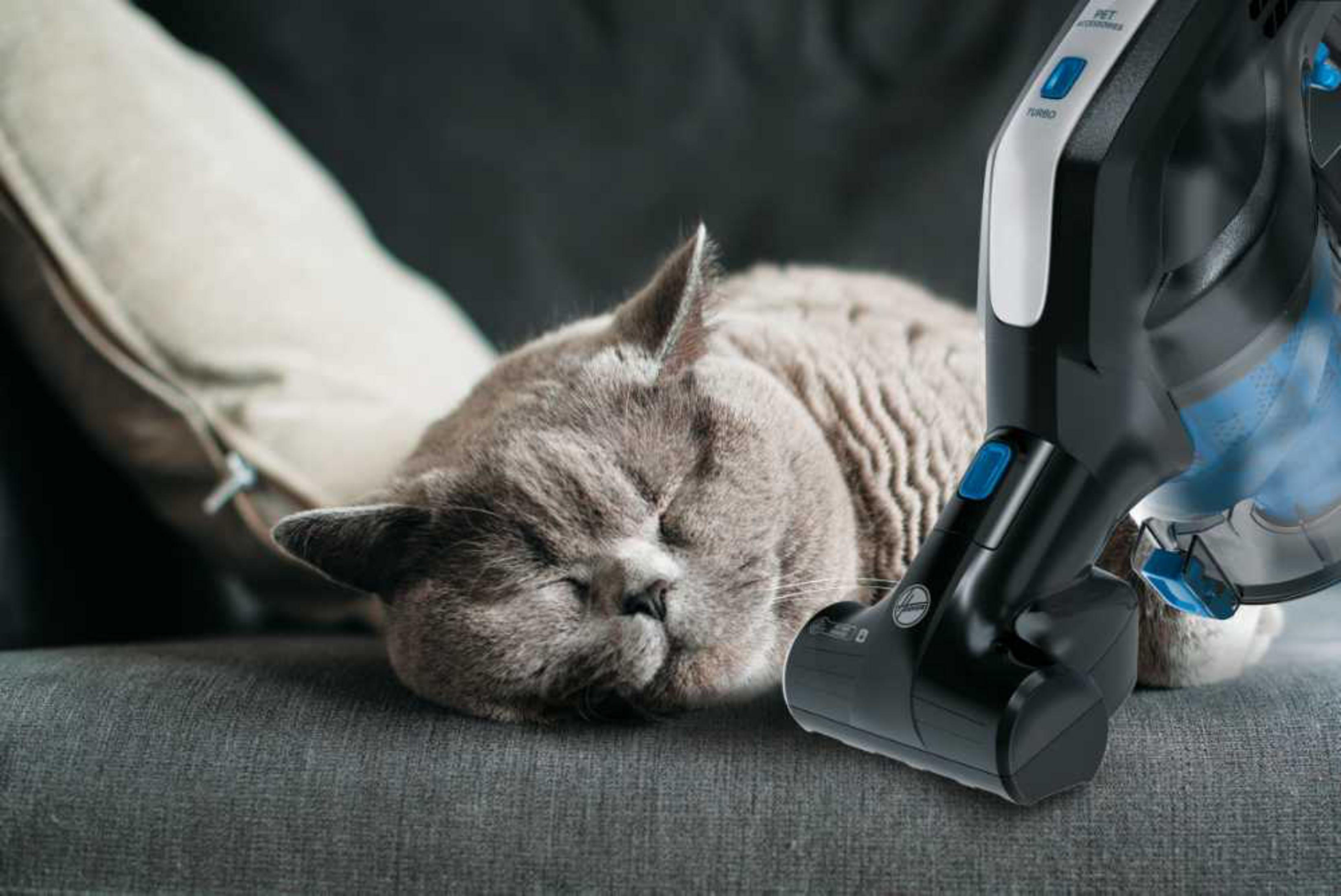 Un gato gris duerme en un sofá junto a una aspiradora.