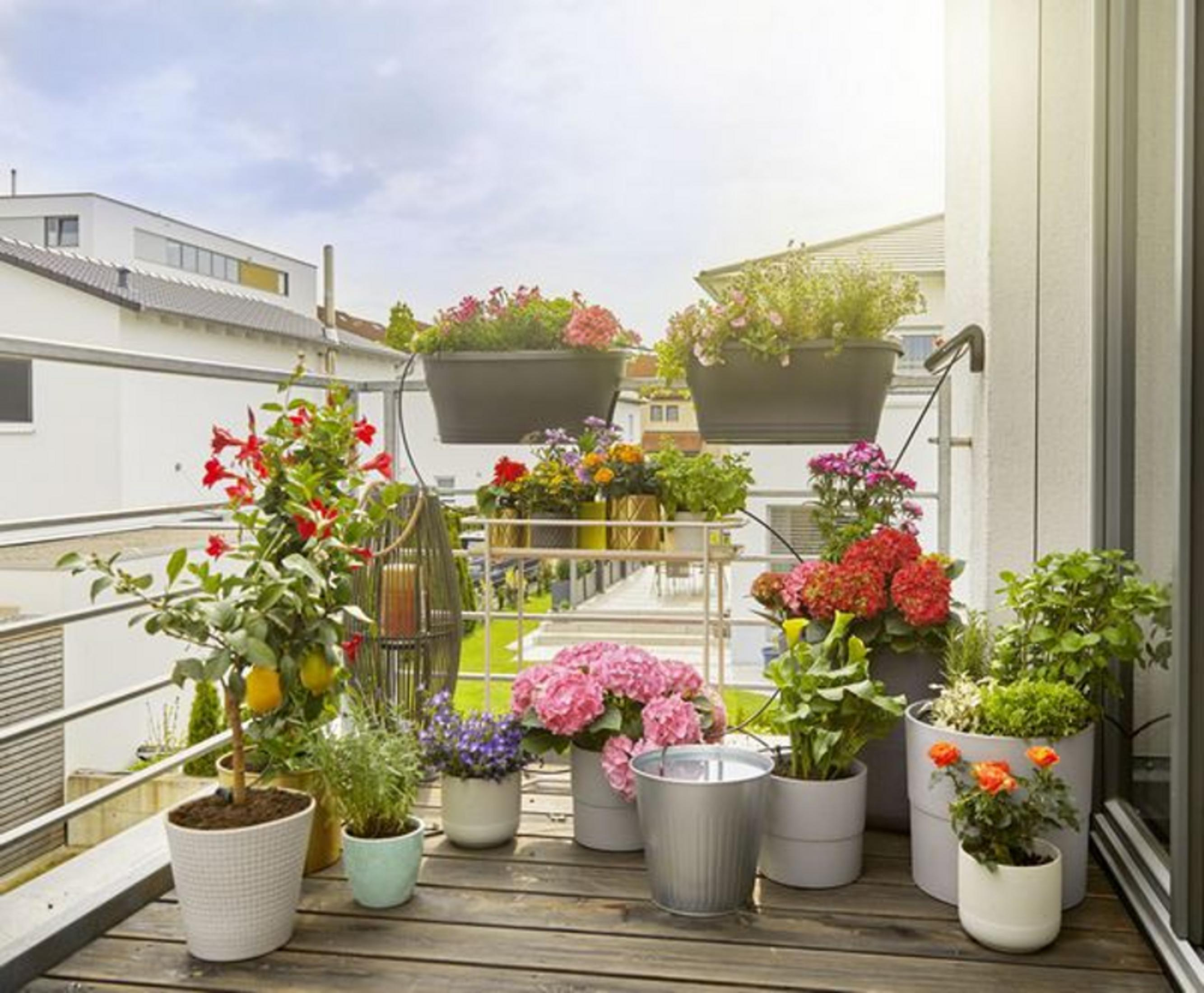 Un balcón lleno de plantas en maceta, flores y limones.
