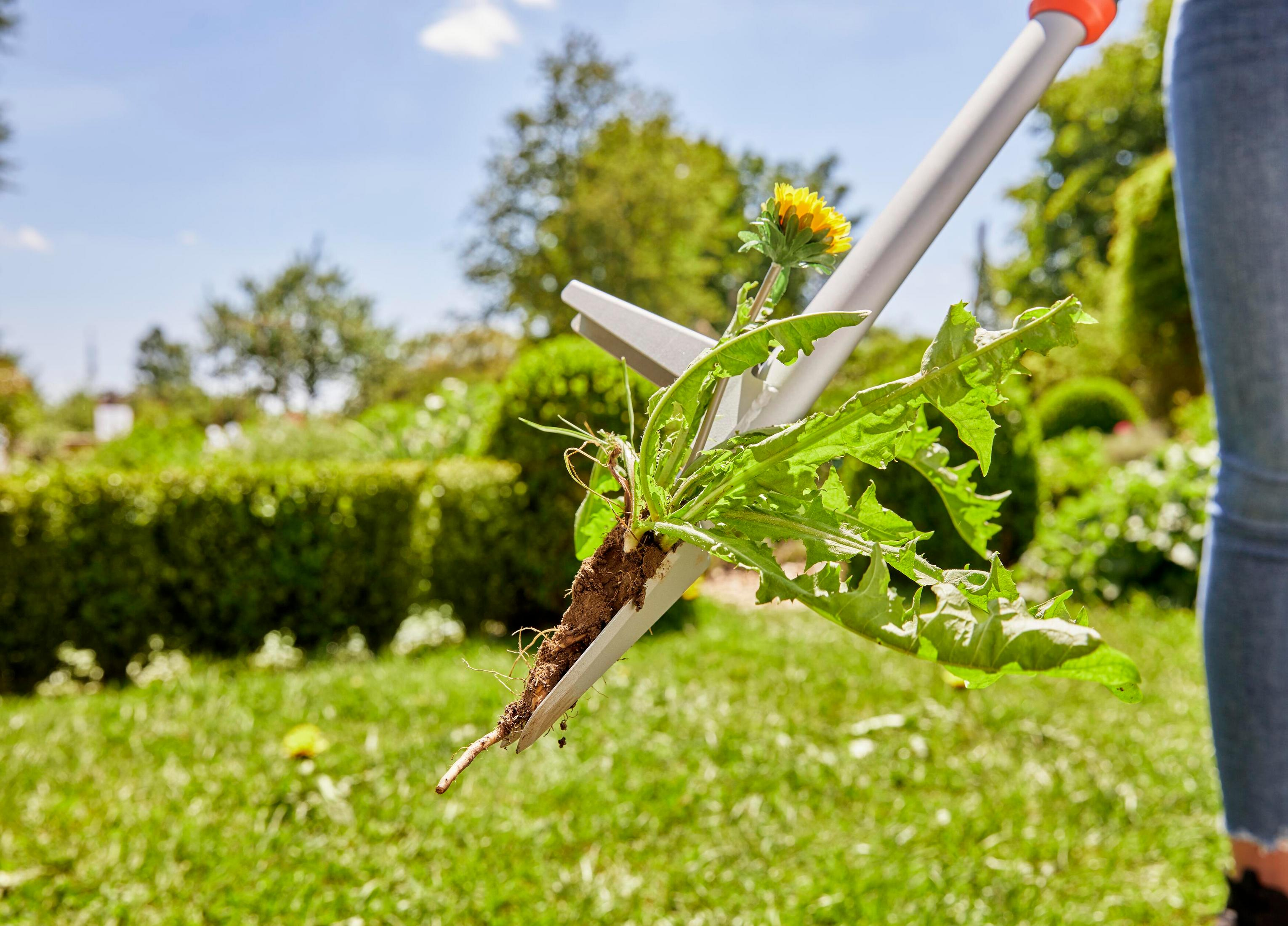 Un attrezzo da giardino tiene un'erbaccia con radici e fiore giallo.